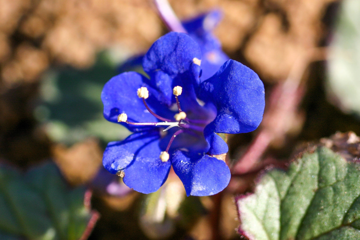 200 CALIFORNIA BLUEBELL (Wild Canterbury Bells / Desert Blue Bell) Phacelia Campanularia Flower Seeds