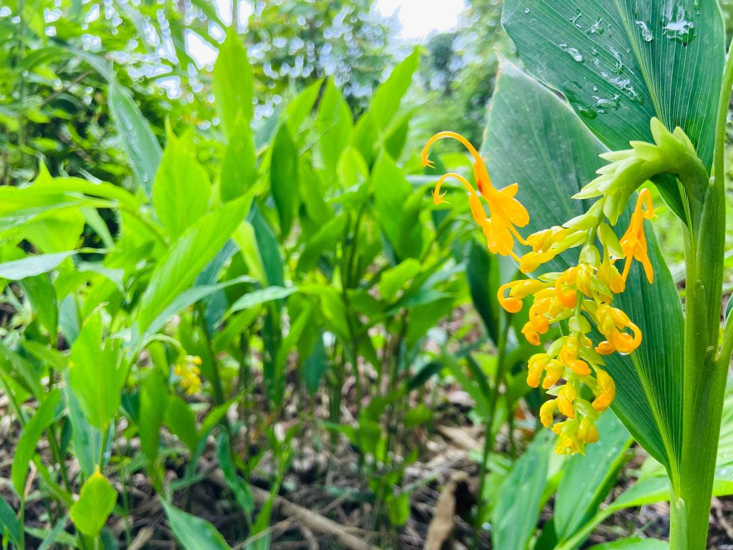 10 DANCING GIRL GINGER Globba Schomburgkii Yellow Fairy Ginger Houseplant Shade Flower Seeds
