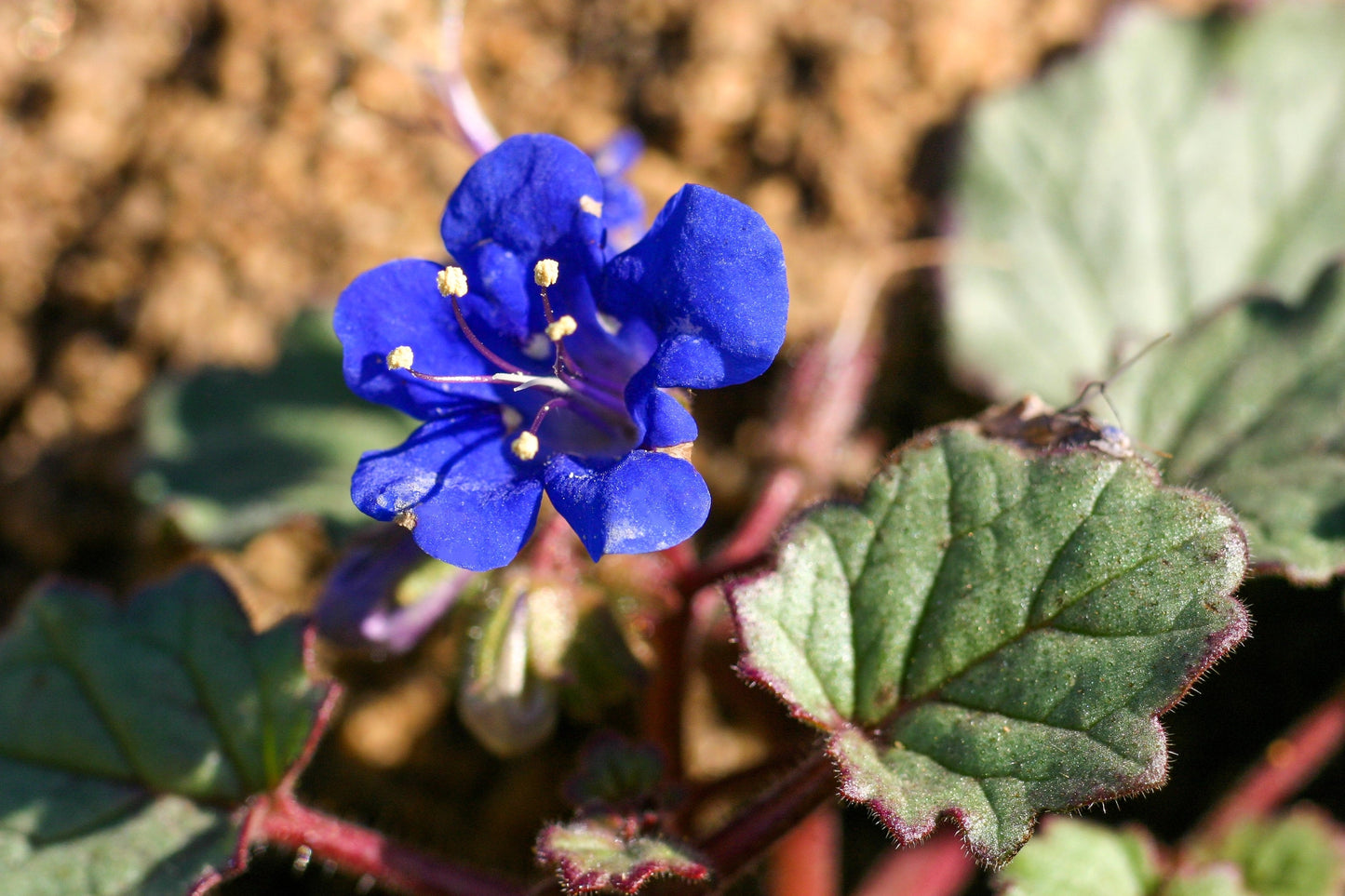 200 CALIFORNIA BLUEBELL (Wild Canterbury Bells / Desert Blue Bell) Phacelia Campanularia Flower Seeds