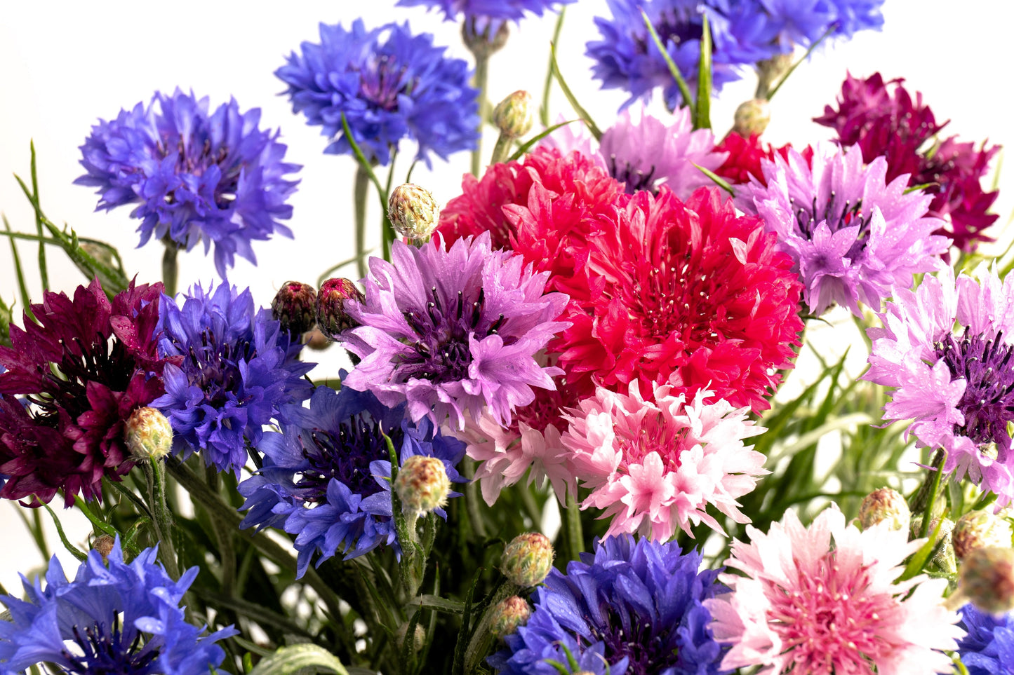 1000 Mixed BACHELORS BUTTON CORNFLOWER Centaurea Seeds