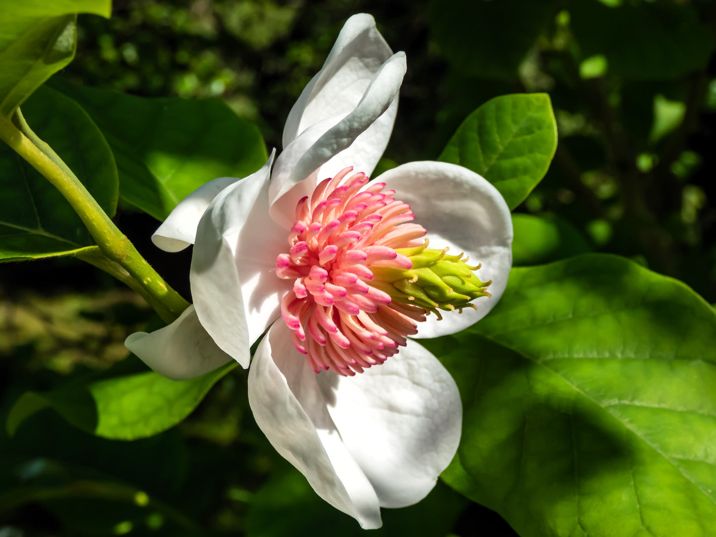 10 OYAMA MAGNOLIA TREE White Pink Flower Pink Pod Sieboldii Siebolds Shrub Seeds