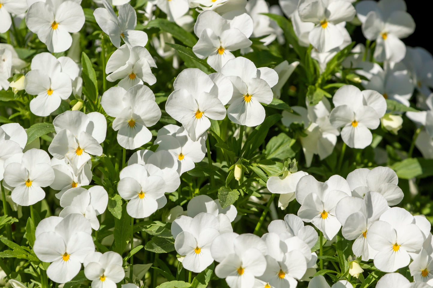 50 WHITE PANSY Clear Crystals Violet Viola Wittrockiana Flower Seeds