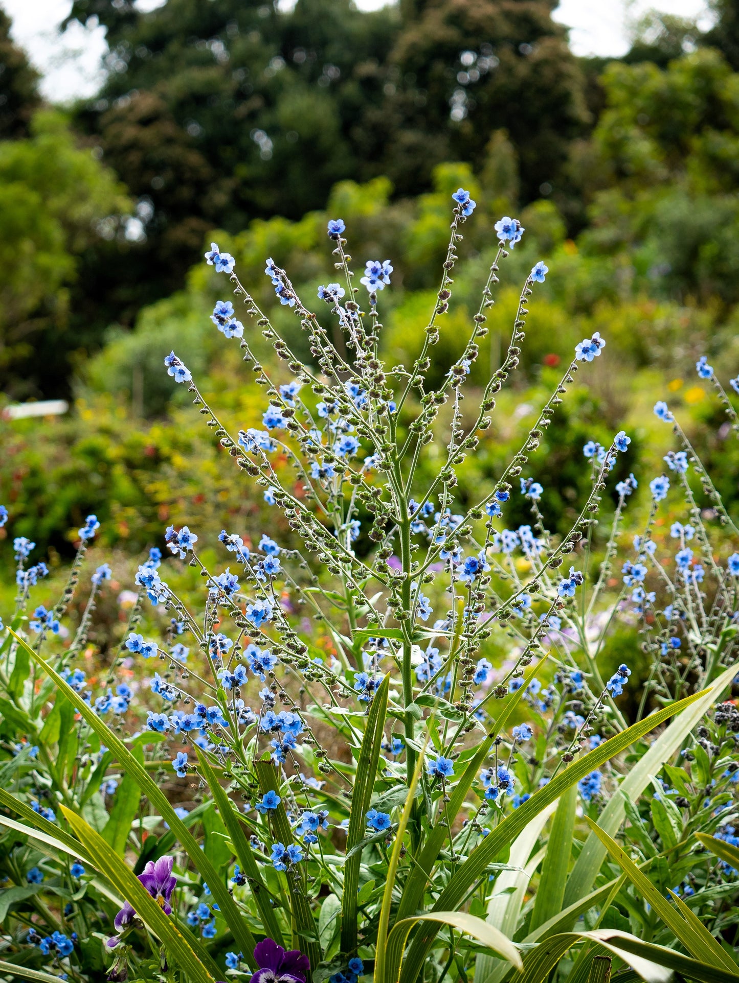 500 Blue Chinese FORGET ME NOT (Hounds Tongue) Cynoglossum Amabile Flower Seeds