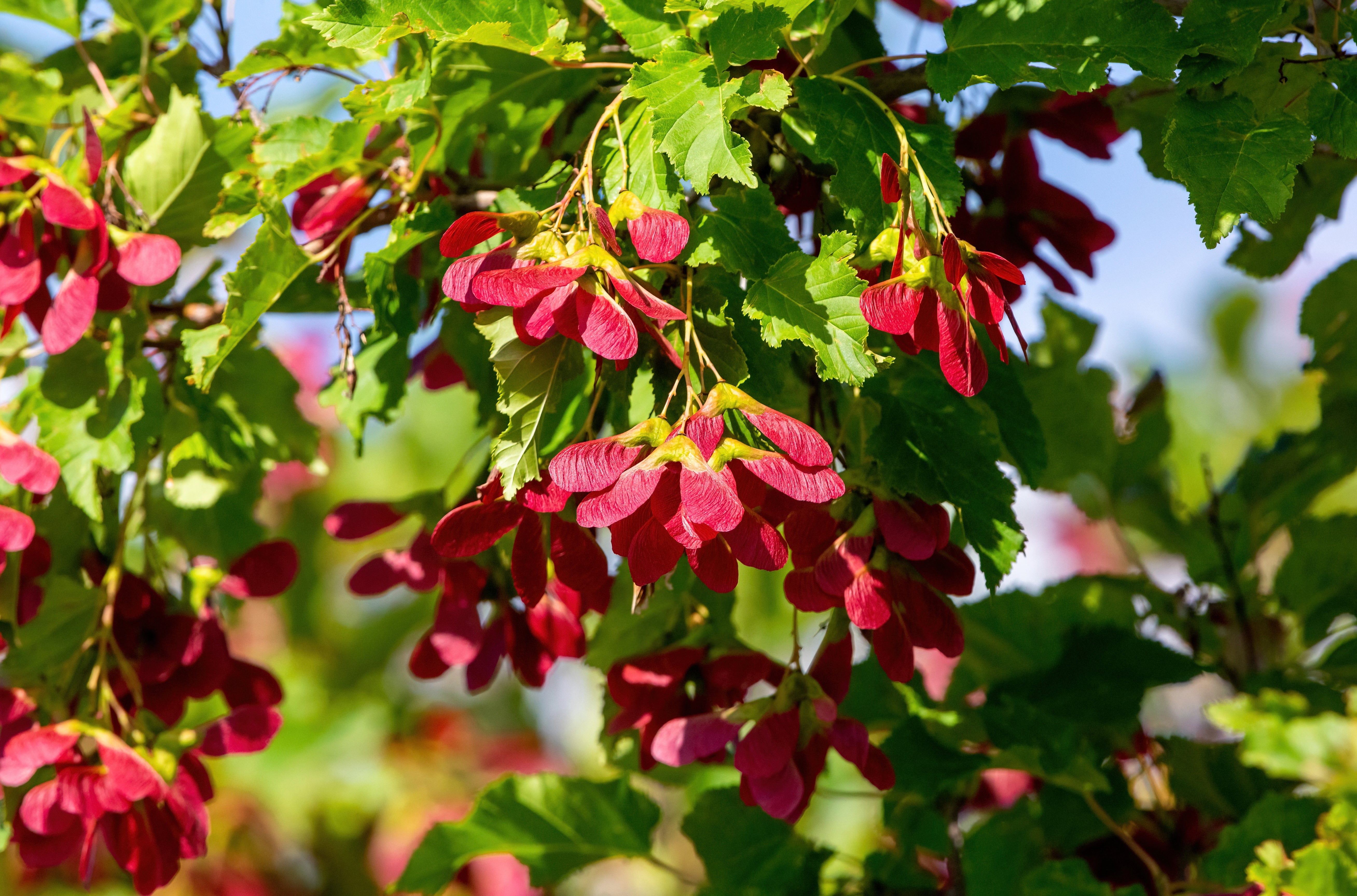 20 Tatarian FLAME MAPLE TREE Red Acer Tataricum Seeds – Seedville USA