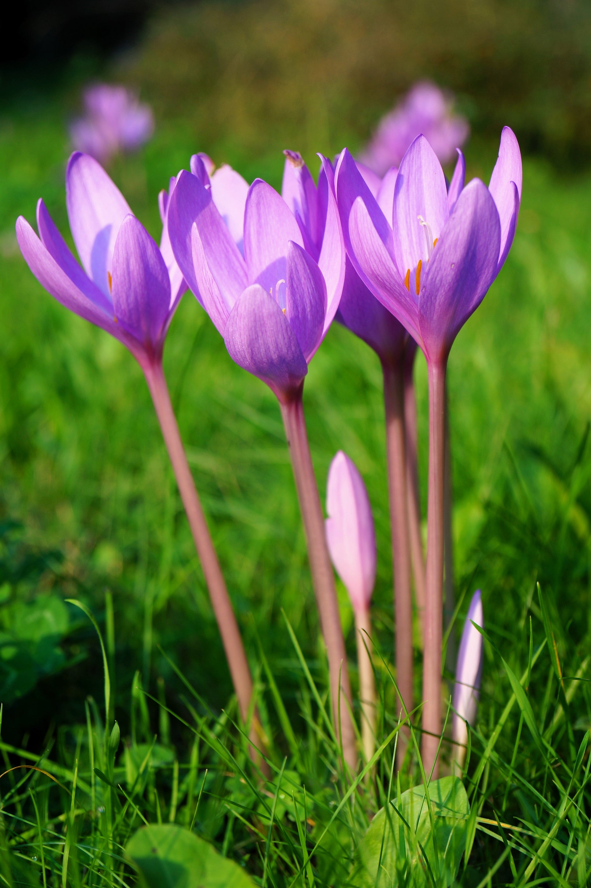 saffron flower seeds for sale 10 AUTUMN CROCUS Colchicum Autumnale Meadow Saffron Flower Seeds