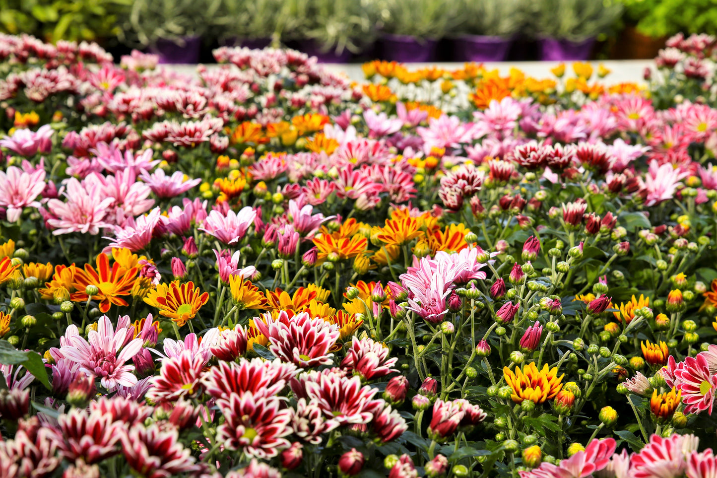 50 Mixed Colors INDIAN CHRYSANTHEMUM Indicum Hardy Mum Double Red Yellow Pink Orange Purple Bicolor Flower Seeds