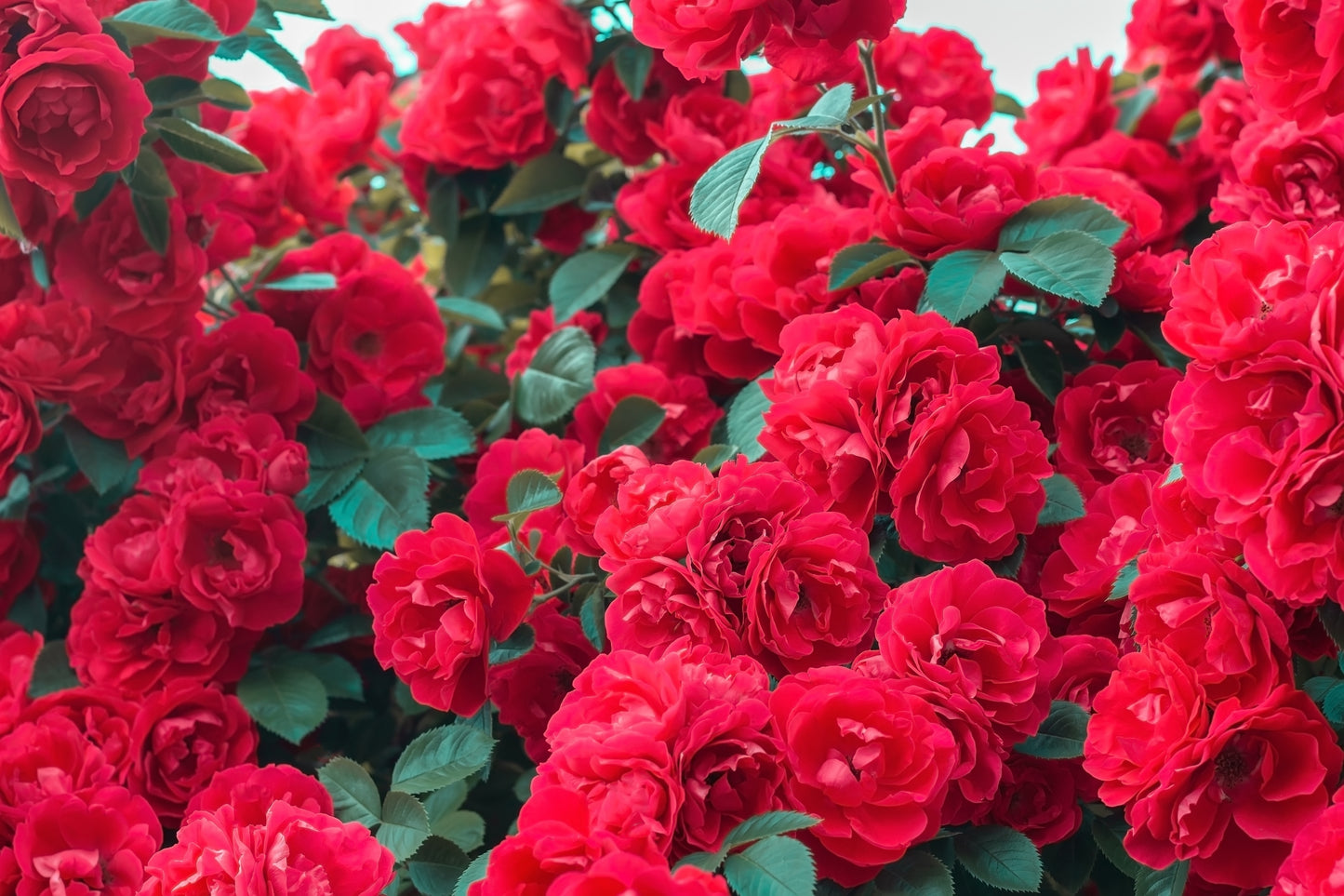 5 RED CLIMBING ROSE Rosa Bush Vine Climber Fragrant Butterfly Flower Seeds