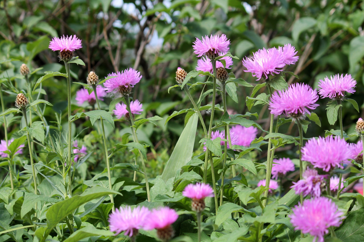 500 MIXED SWEET SULTAN Imperialis Mix Amberboa Moschata Centaurea Flower Seeds - Pink, Rose, Lilac, Purple, Mauve, White, & Yellow