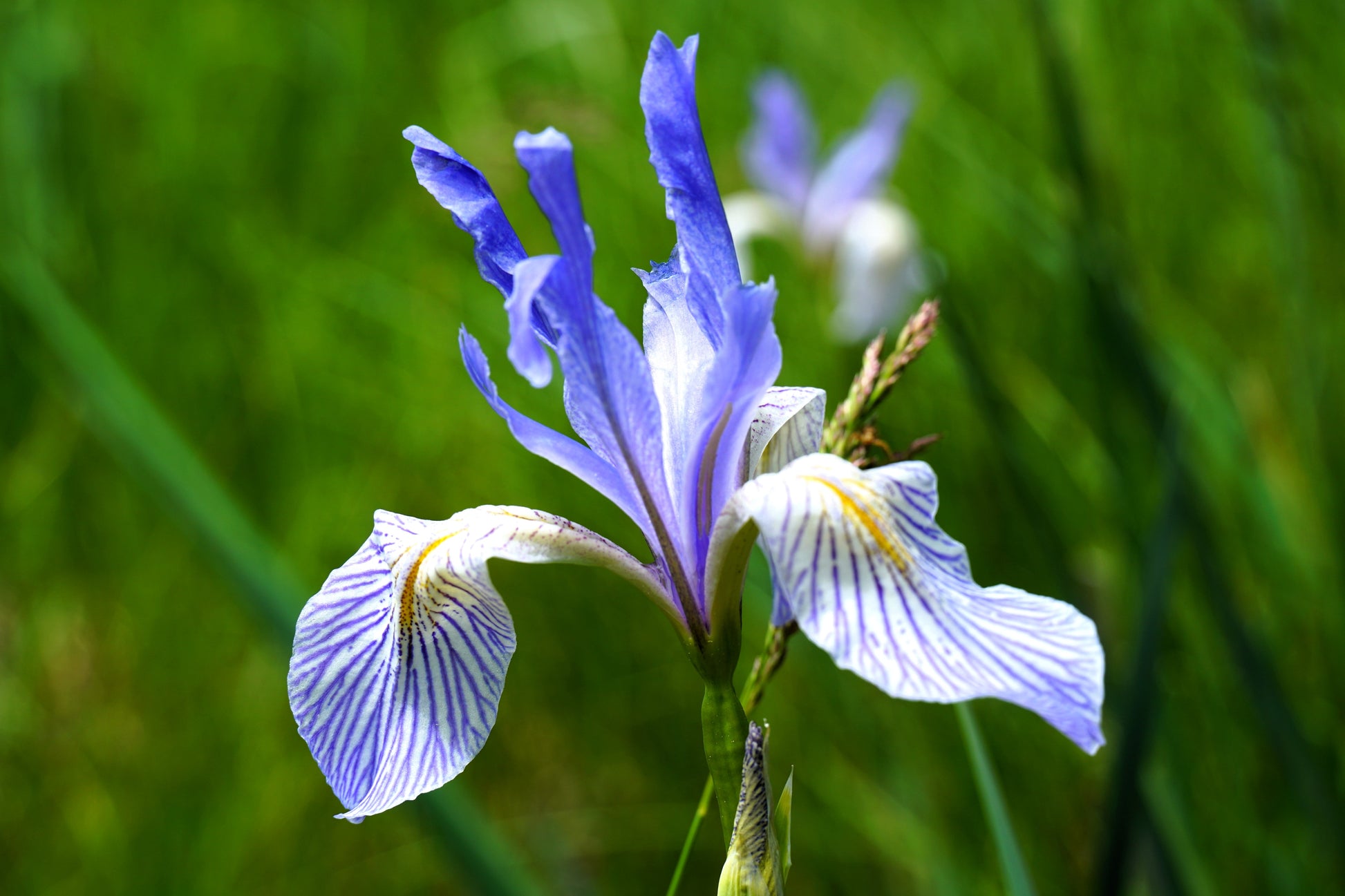 missouri native flower seeds 50 MISSOURI IRIS Missouriensis Rocky Mountain Blue Purple Yellow Flowe – Seedville USA