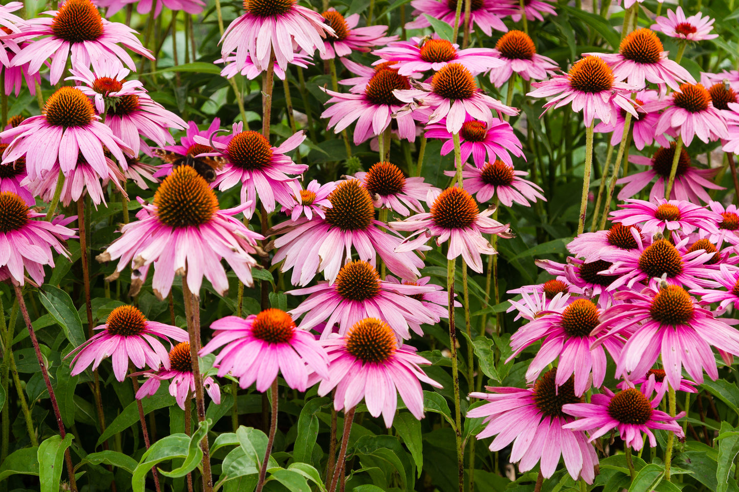 50 PINK BABY CONEFLOWER Echinacea Pallida Flower Seeds
