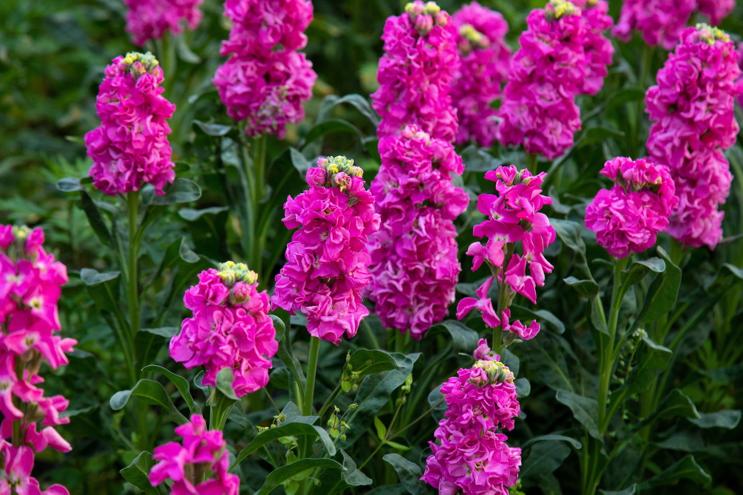 50 Rose PINK STOCK Matthiola Incana Ten-Week Gillyflower Seeds