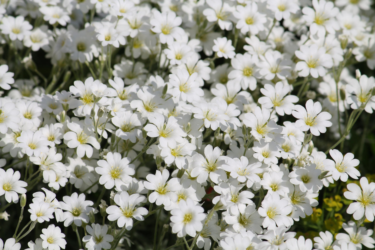 1500 SNOW IN SUMMER (Chickweed) Cerastium Biebersteinii Flower Seeds