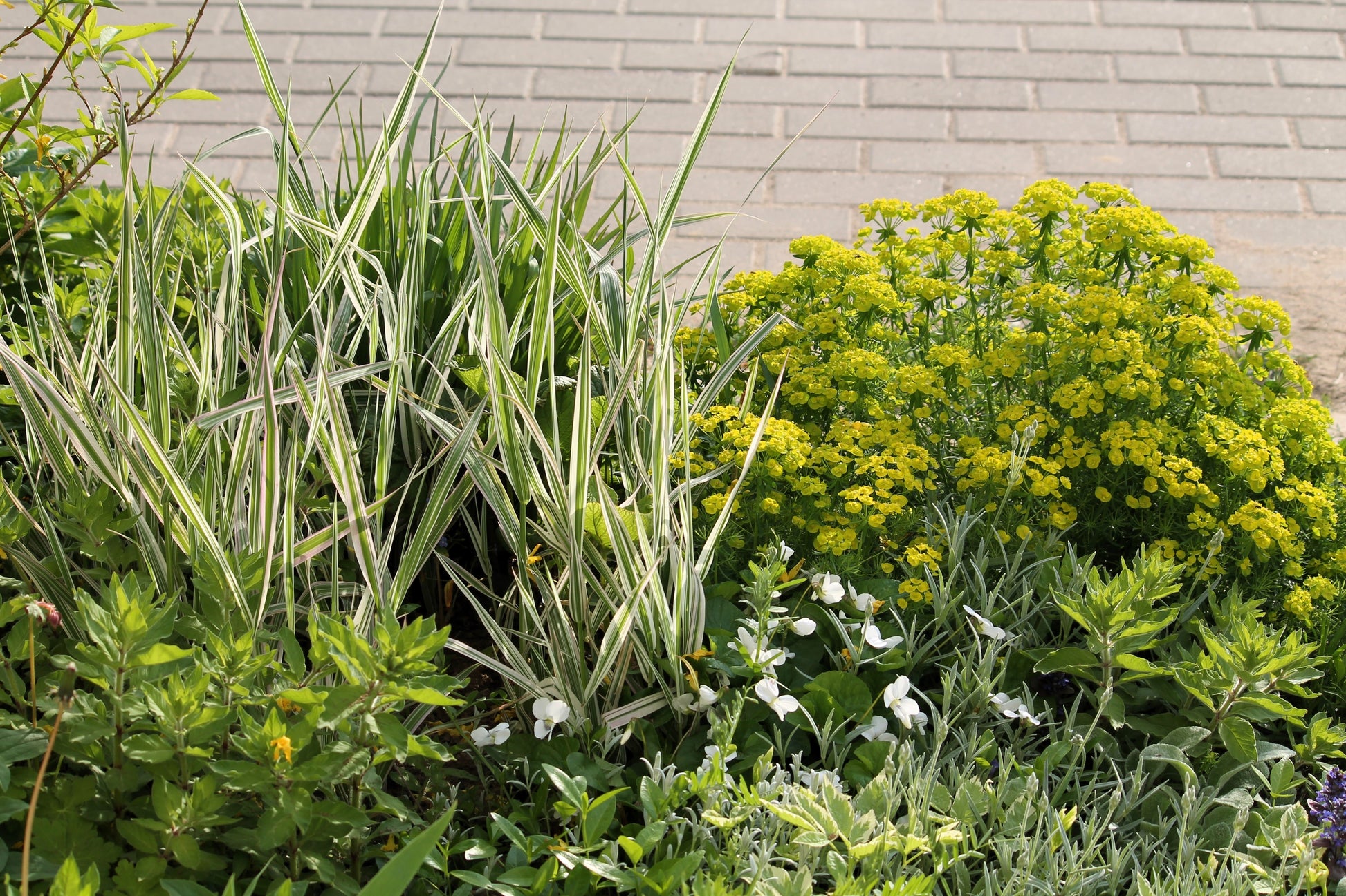 1000 Variegated RIBBON GRASS Reed Canary Phalaris Arundinacea Pink Flo – Seedville USA