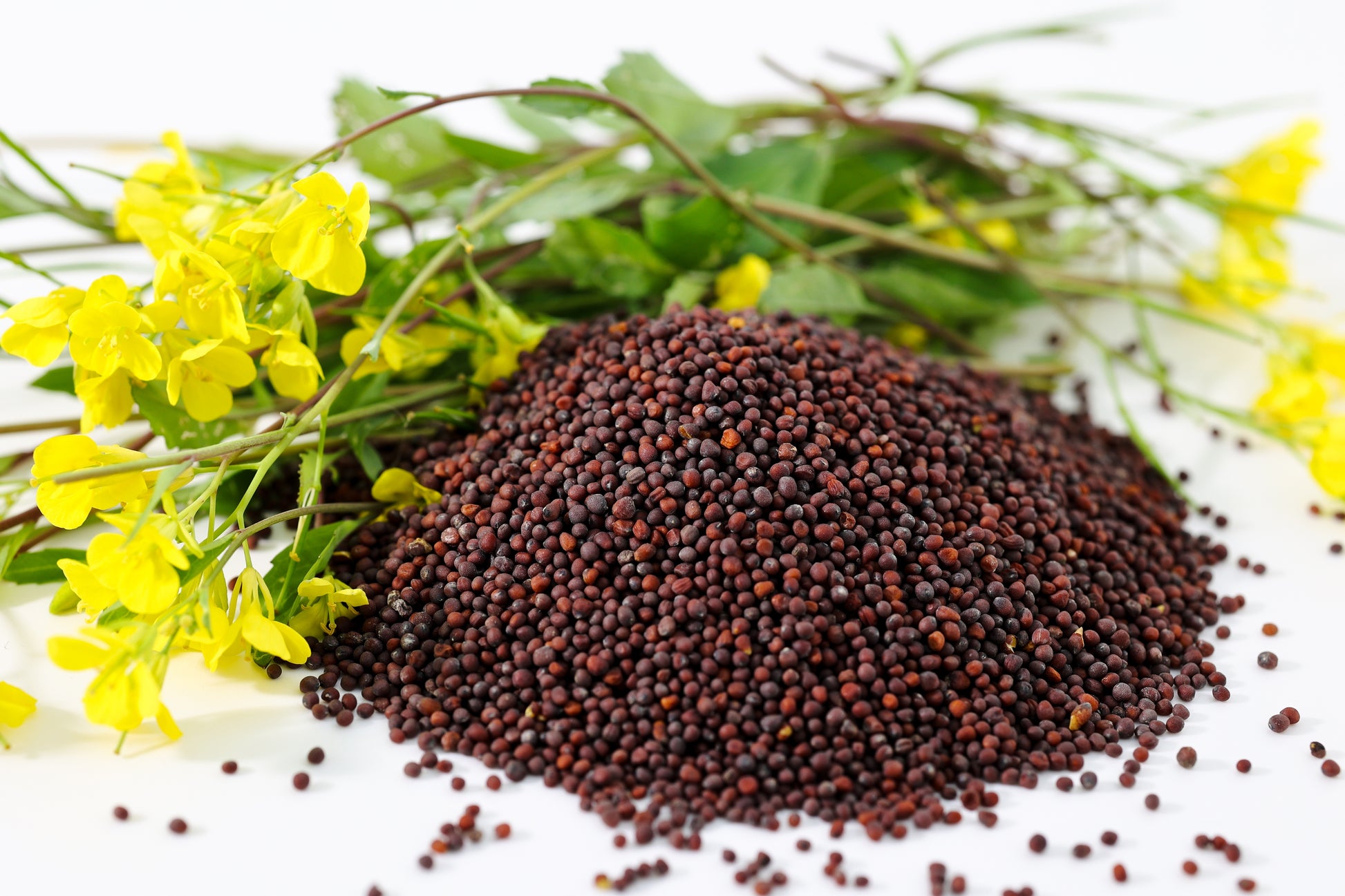 where to buy mustard seeds for planting 1000 BROWN MUSTARD Brassica Juncea Vegetable Herb Seeds
