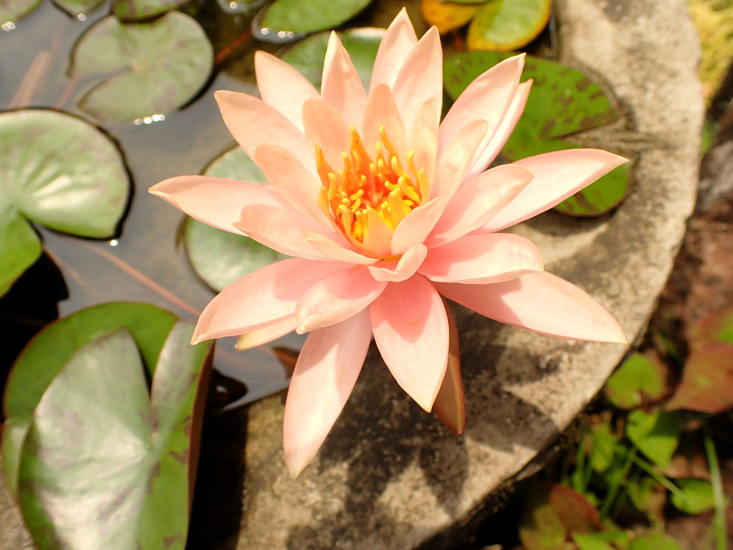 5 BOWL LOTUS Mixed Colors Dwarf Nelumbo Nucifera Aquatic Flower Seeds