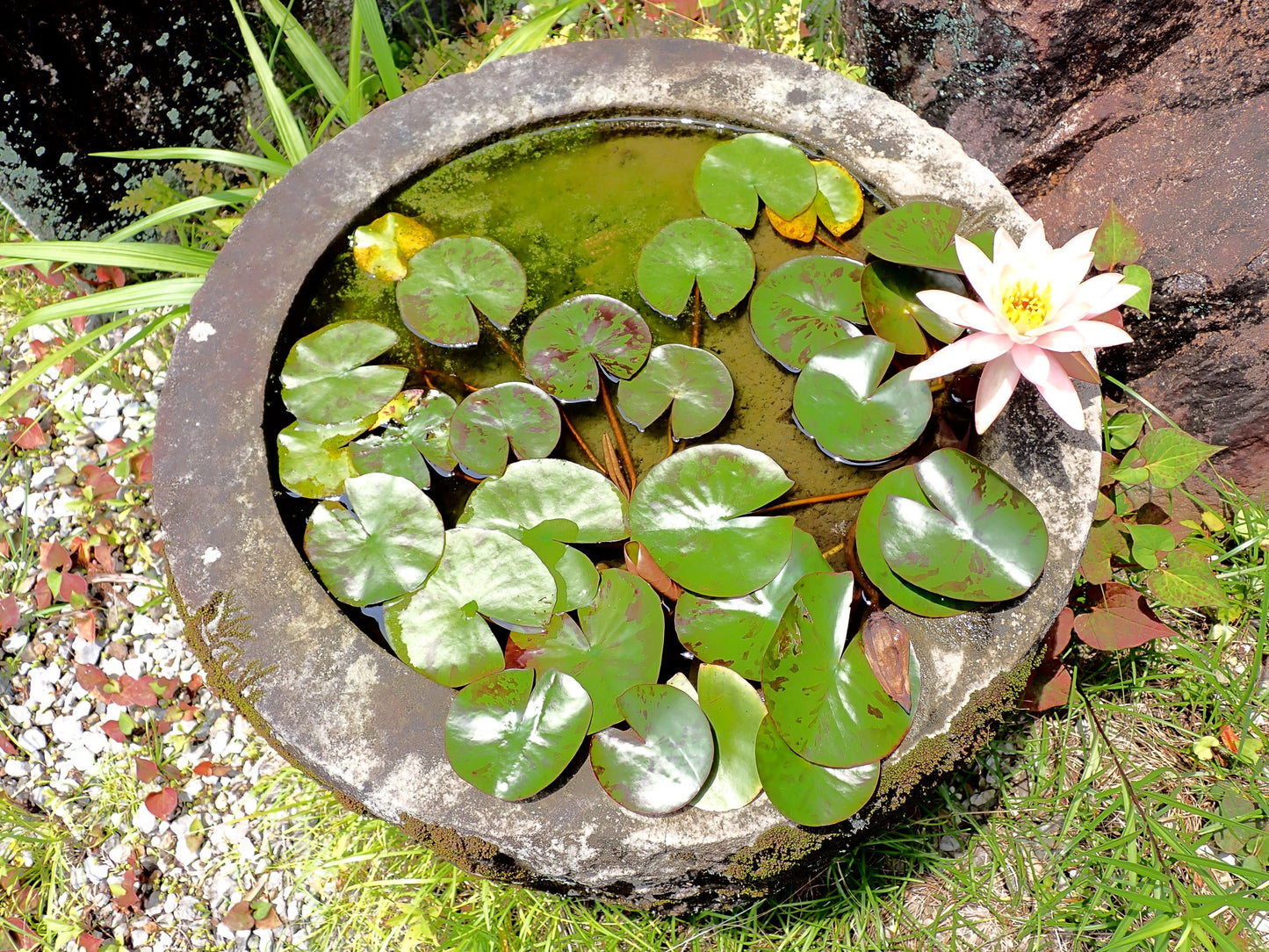 5 BOWL LOTUS Mixed Colors Dwarf Nelumbo Nucifera Aquatic Flower Seeds