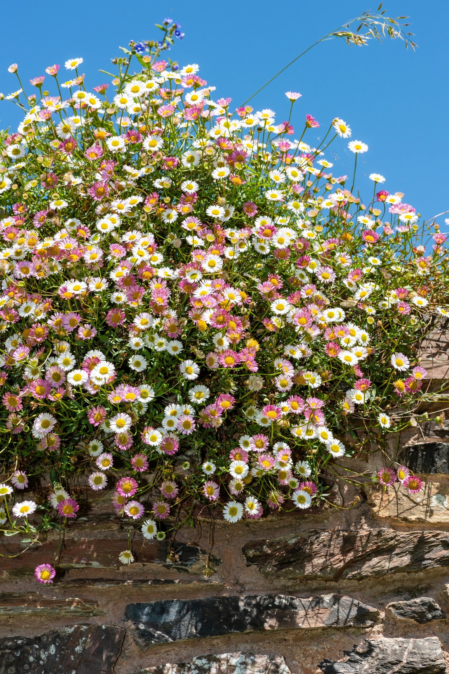 50 SANTA BARBARA DAISY Mexican Fleabane Erigeron Karvinskianus Tricolor Mixed Colors White Pink Purple Flower Seeds