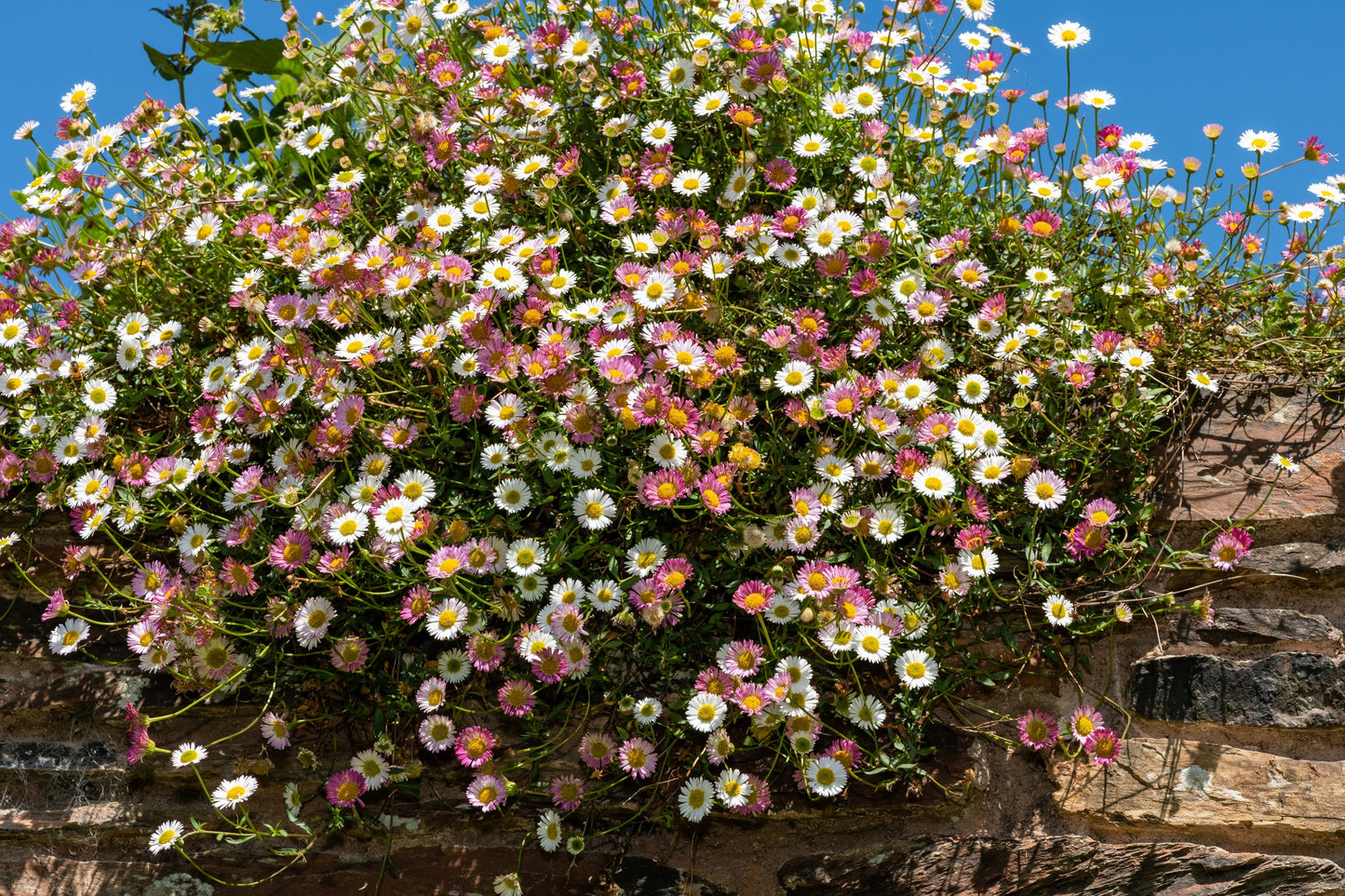 50 SANTA BARBARA DAISY Mexican Fleabane Erigeron Karvinskianus Tricolor Mixed Colors White Pink Purple Flower Seeds