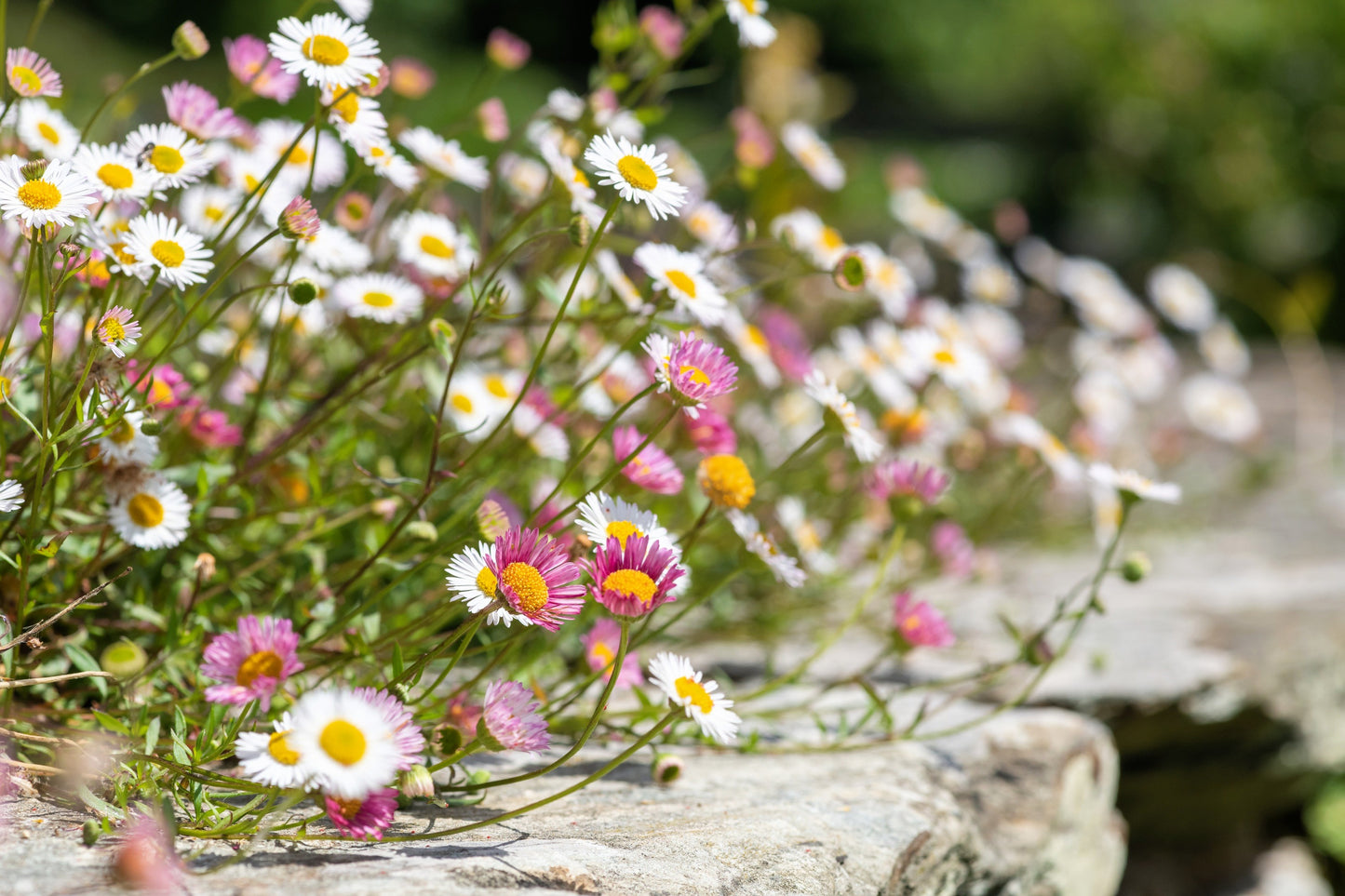 50 SANTA BARBARA DAISY Mexican Fleabane Erigeron Karvinskianus Tricolor Mixed Colors White Pink Purple Flower Seeds