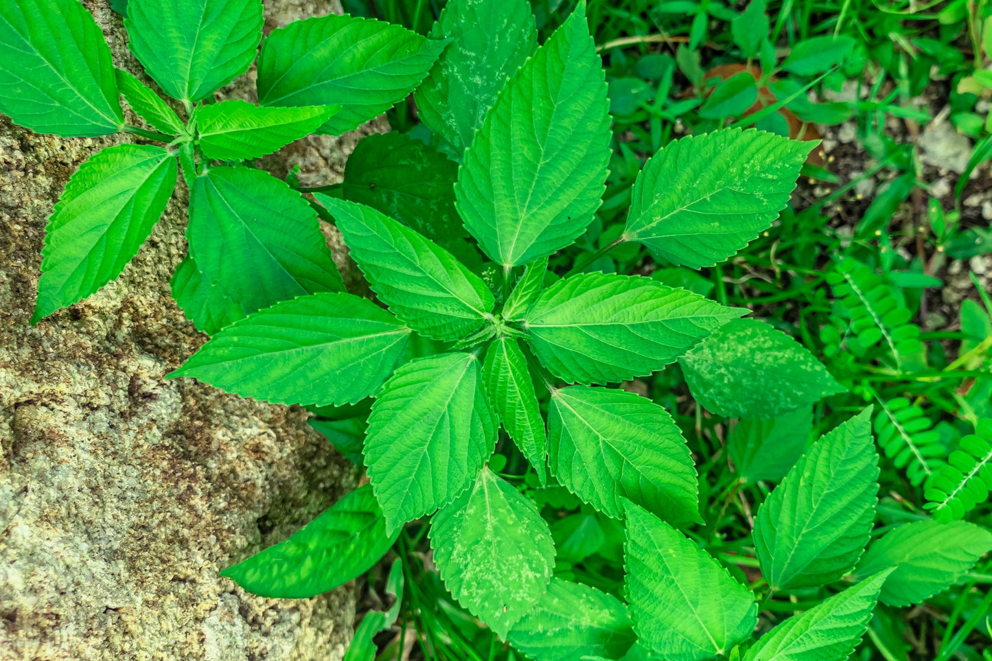 25 AMERICAN GINSENG Panax Quinquefolius Shade Herb Seeds