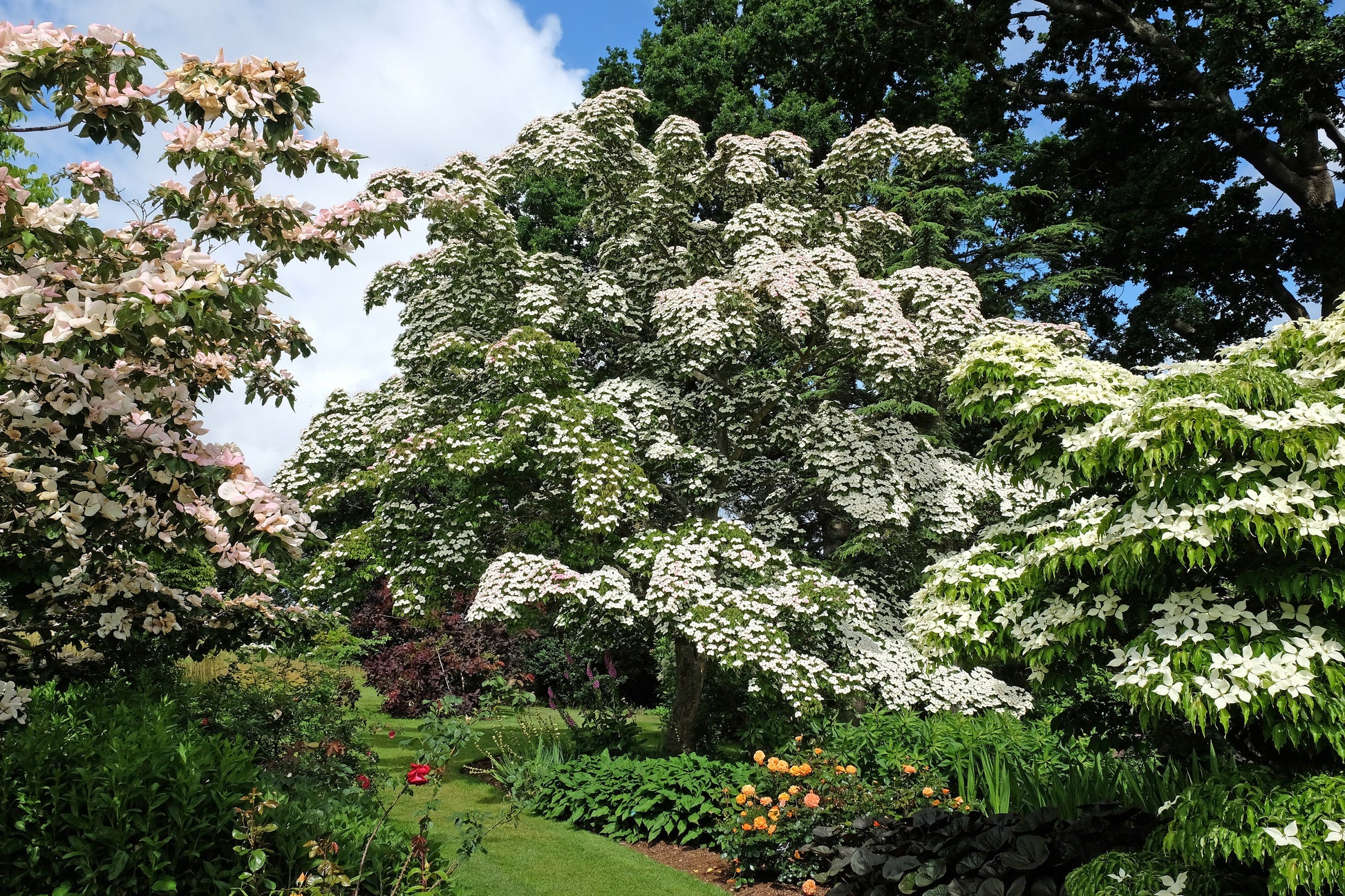 planting kousa dogwood from seed 5 Flowering WHITE KOUSA DOGWOOD Cornus Kousa Tree Seeds