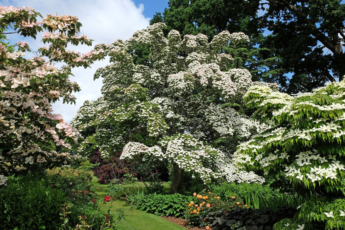 5 Flowering WHITE KOUSA DOGWOOD Cornus Kousa Tree Seeds