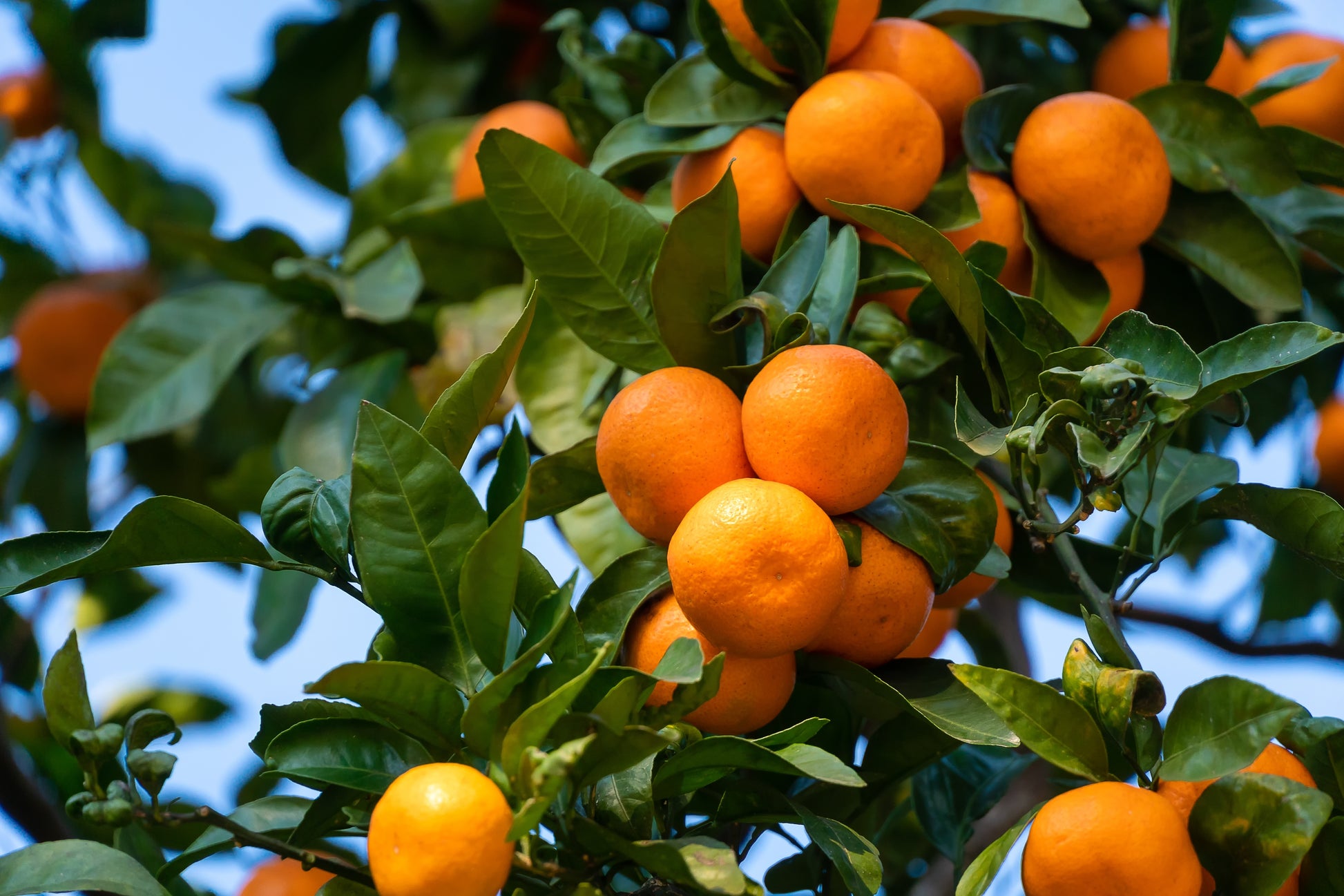 mandarin plant from seed 20 TANGERINE Mandrin Orange Citrus Reticulata Fruit Tree Seeds