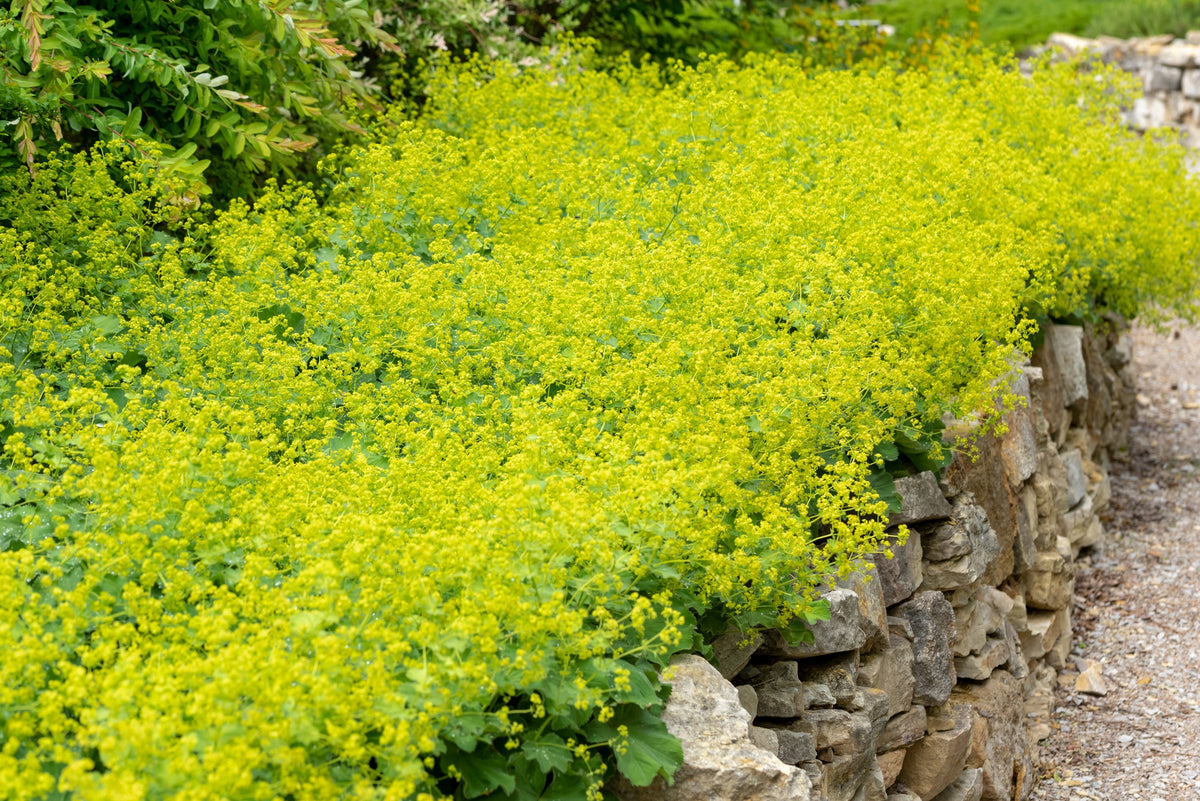 100 LADYS MANTLE Alchemilla Mollis Shade Flower Seeds