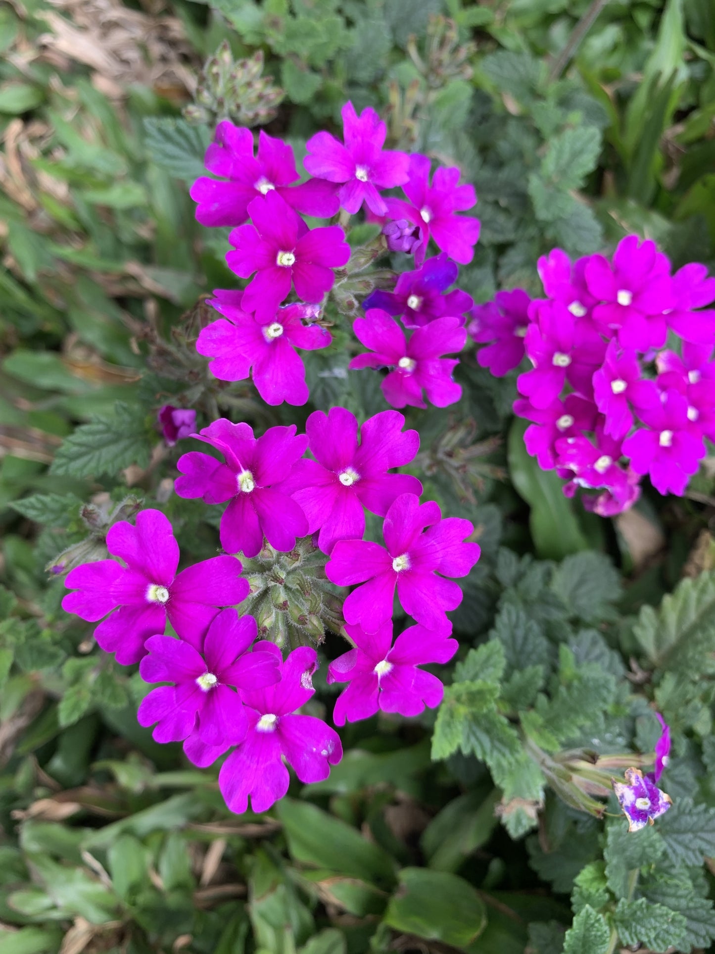 200 Pink & Purple MOSS VERBENA Verbena Tenuisecta Fragrant Hummingbird Flower Seeds
