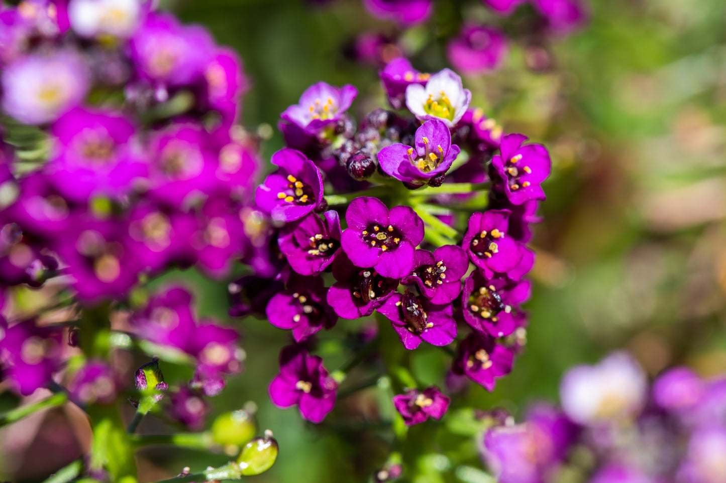 100 EASTER BONNET ALYSSUM Lobularia Maritima Bright Violet Purple Flower Seeds