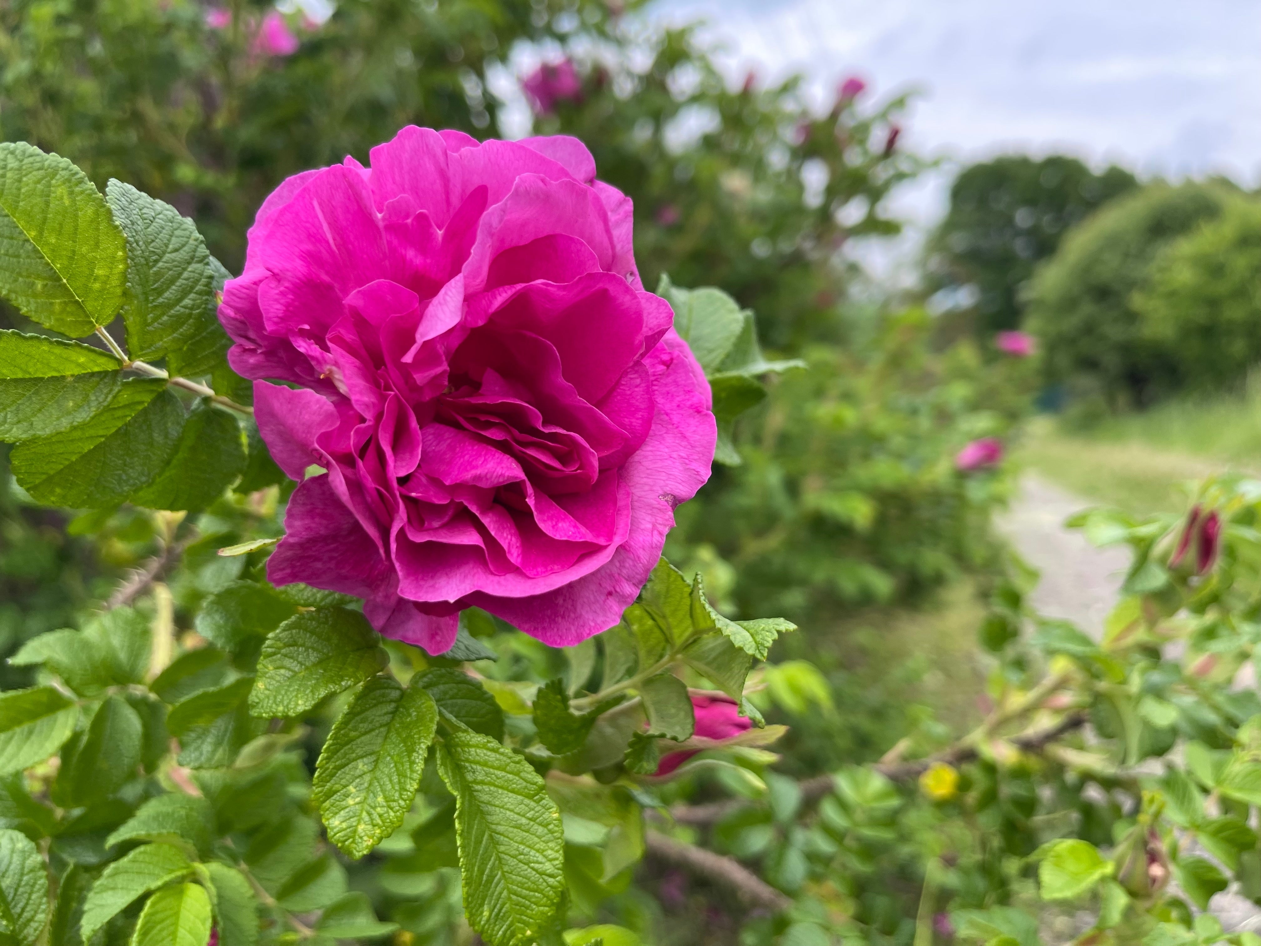30 JAPANESE RED ROSE Bush Rosa Rugosa Rubra Rugrose Fragrant