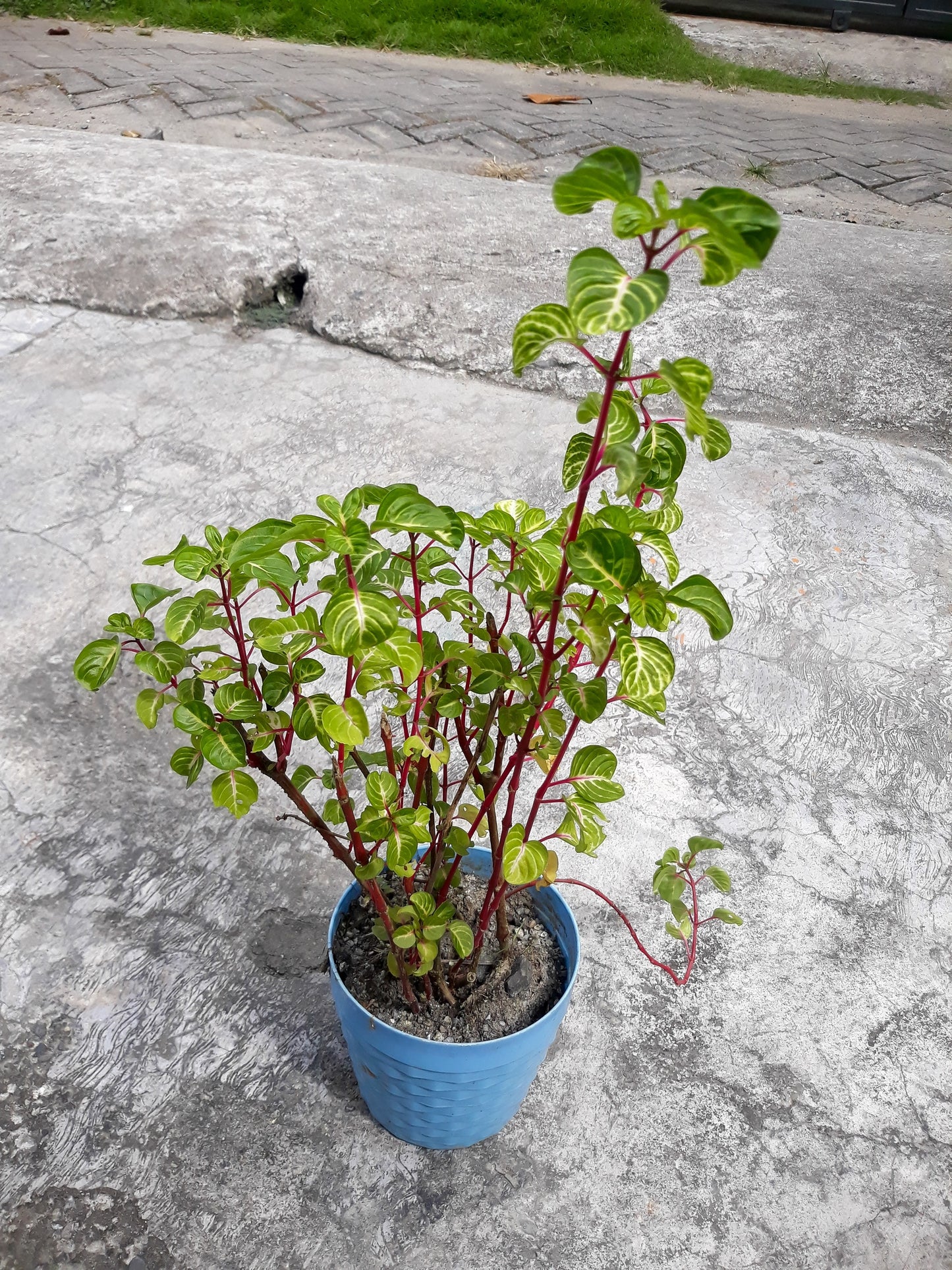 50 RED Stem MALABAR SPINACH Red Vine Ceylon Basella Alba Rubra Vegetable Seeds