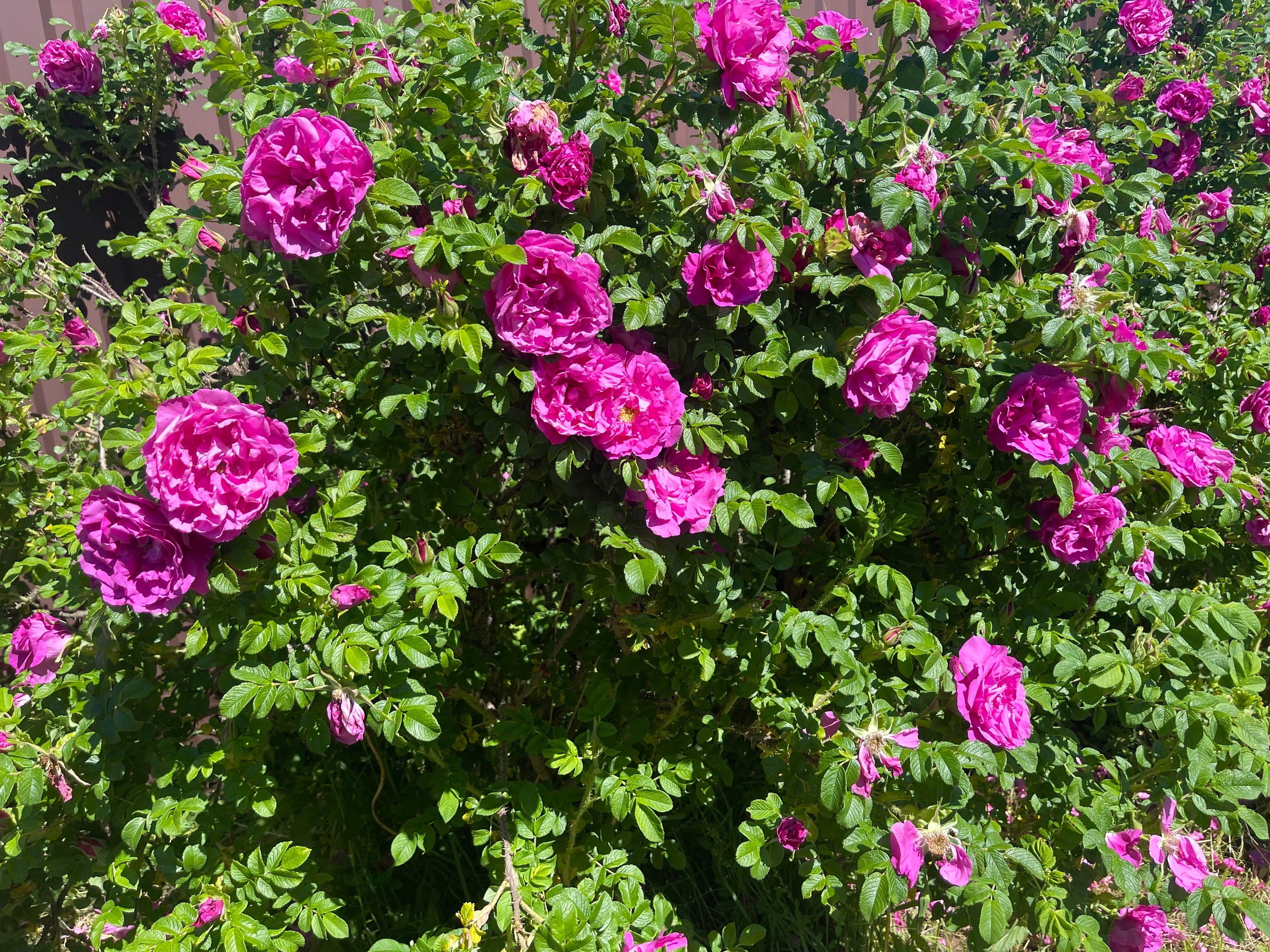 30 JAPANESE RED ROSE Bush Rosa Rugosa Rubra Rugrose Fragrant