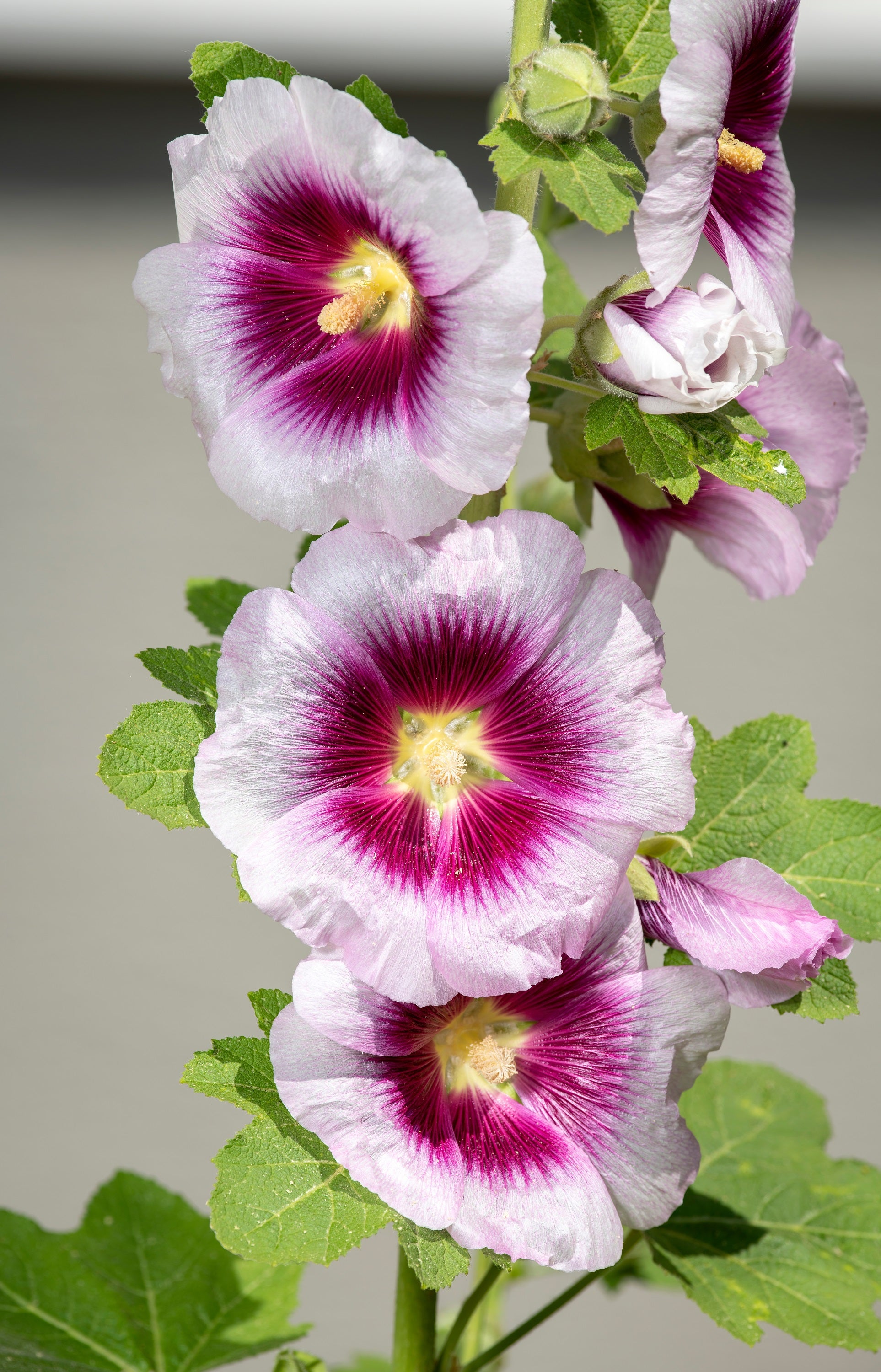 lavender rosea plants 25 LAVENDER & PURPLE HOLLYHOCK Alcea Rosea Flower Seeds – Seedville USA