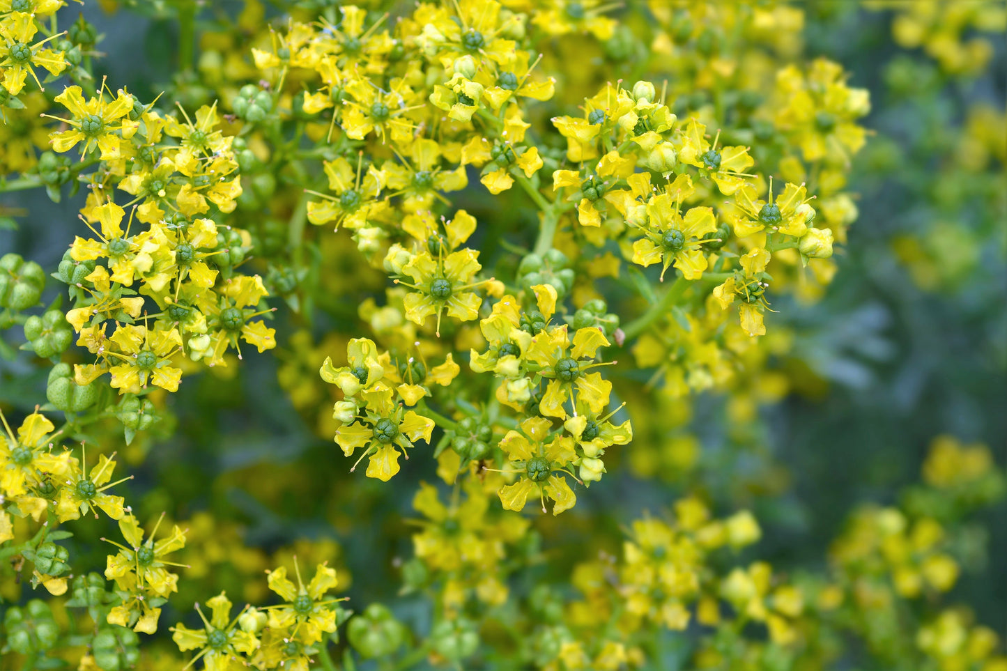 50 YELLOW RUE Herb of Grace Common Ruta Graveolens Fragrant Evergreen Flower Seeds