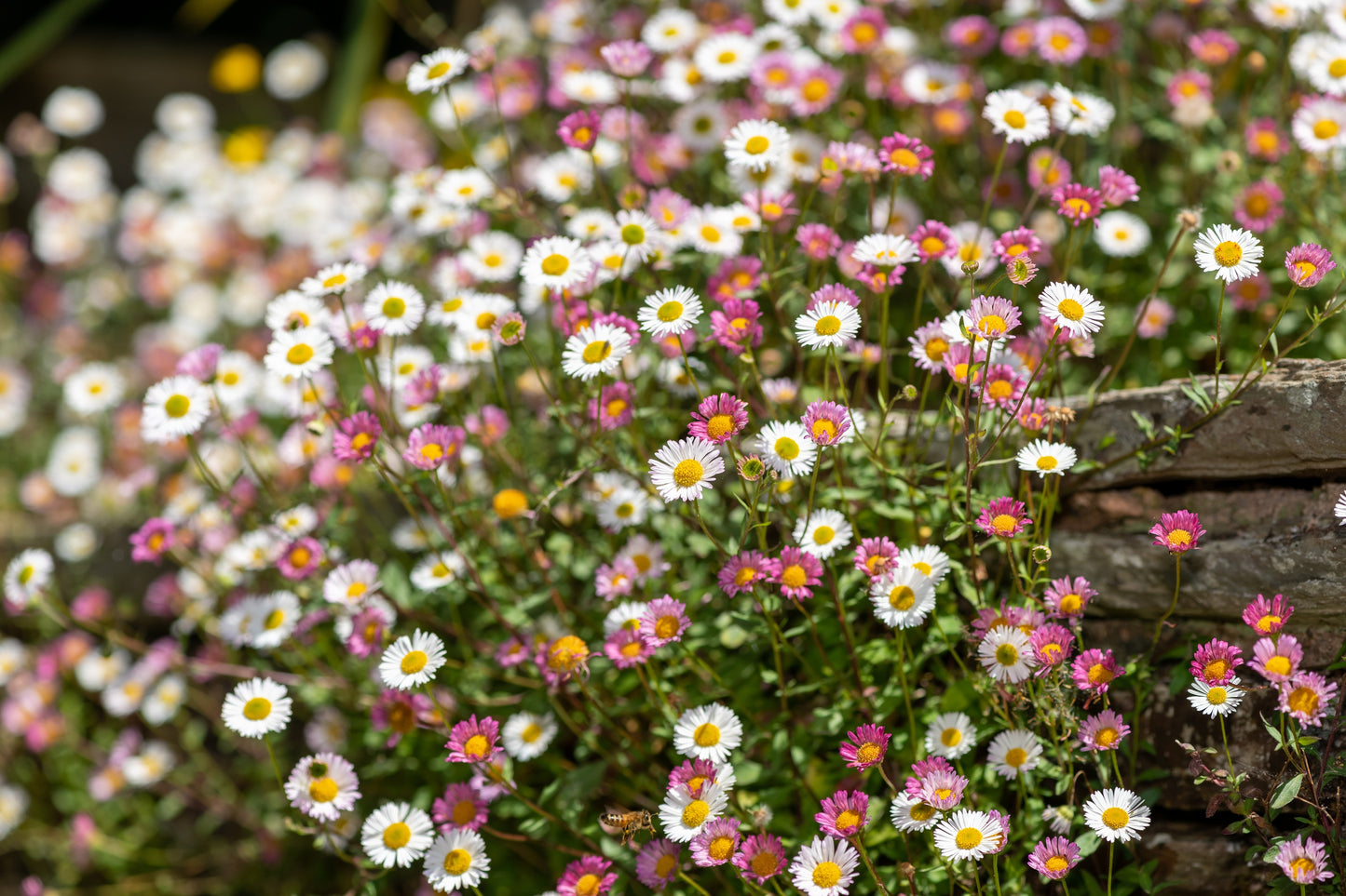 50 SANTA BARBARA DAISY Mexican Fleabane Erigeron Karvinskianus Tricolor Mixed Colors White Pink Purple Flower Seeds