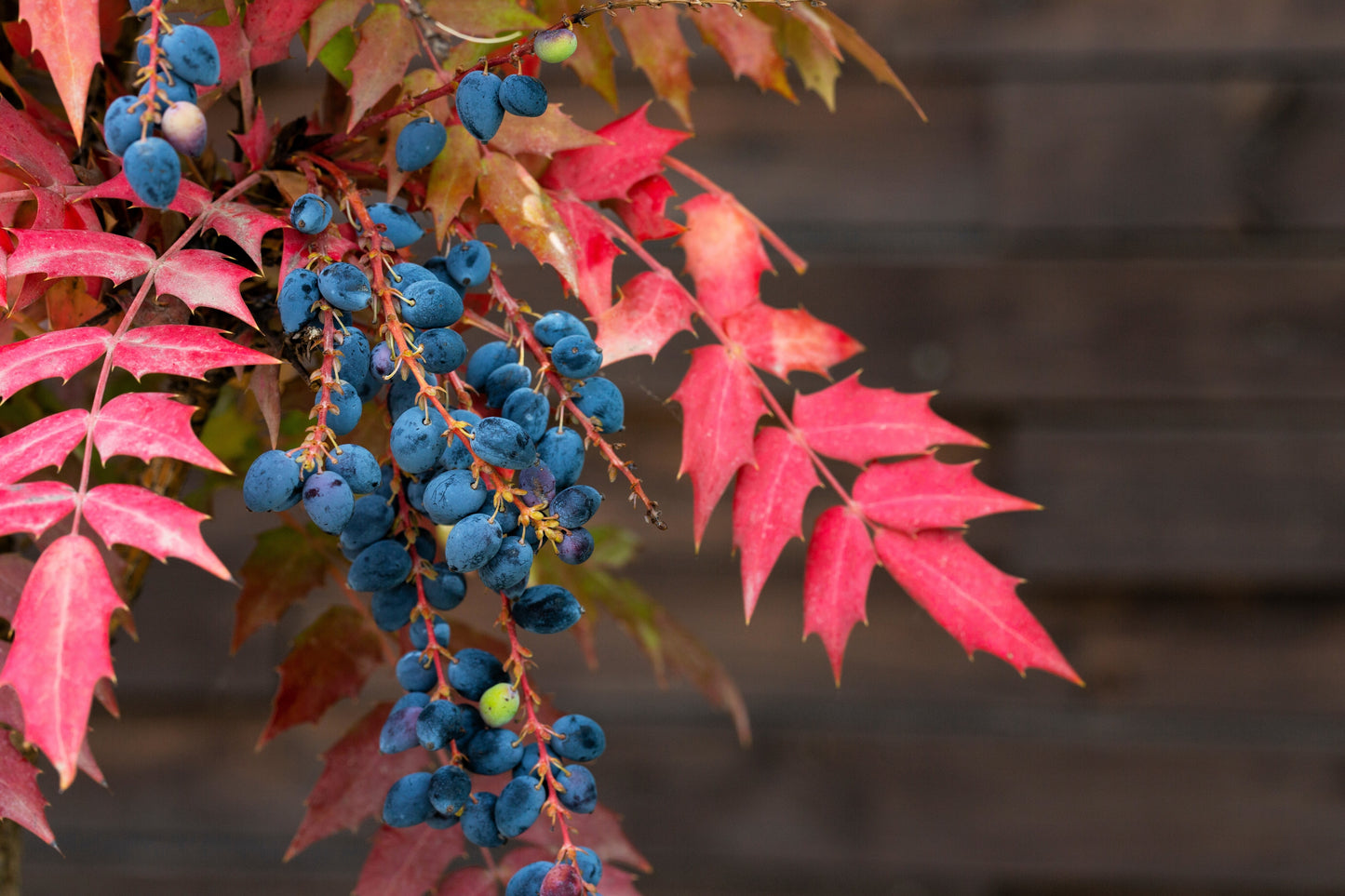 20 OREGON GRAPE Holly Fruit Vine Hollyleaved Barberry Mahonia Aquifolium Seeds