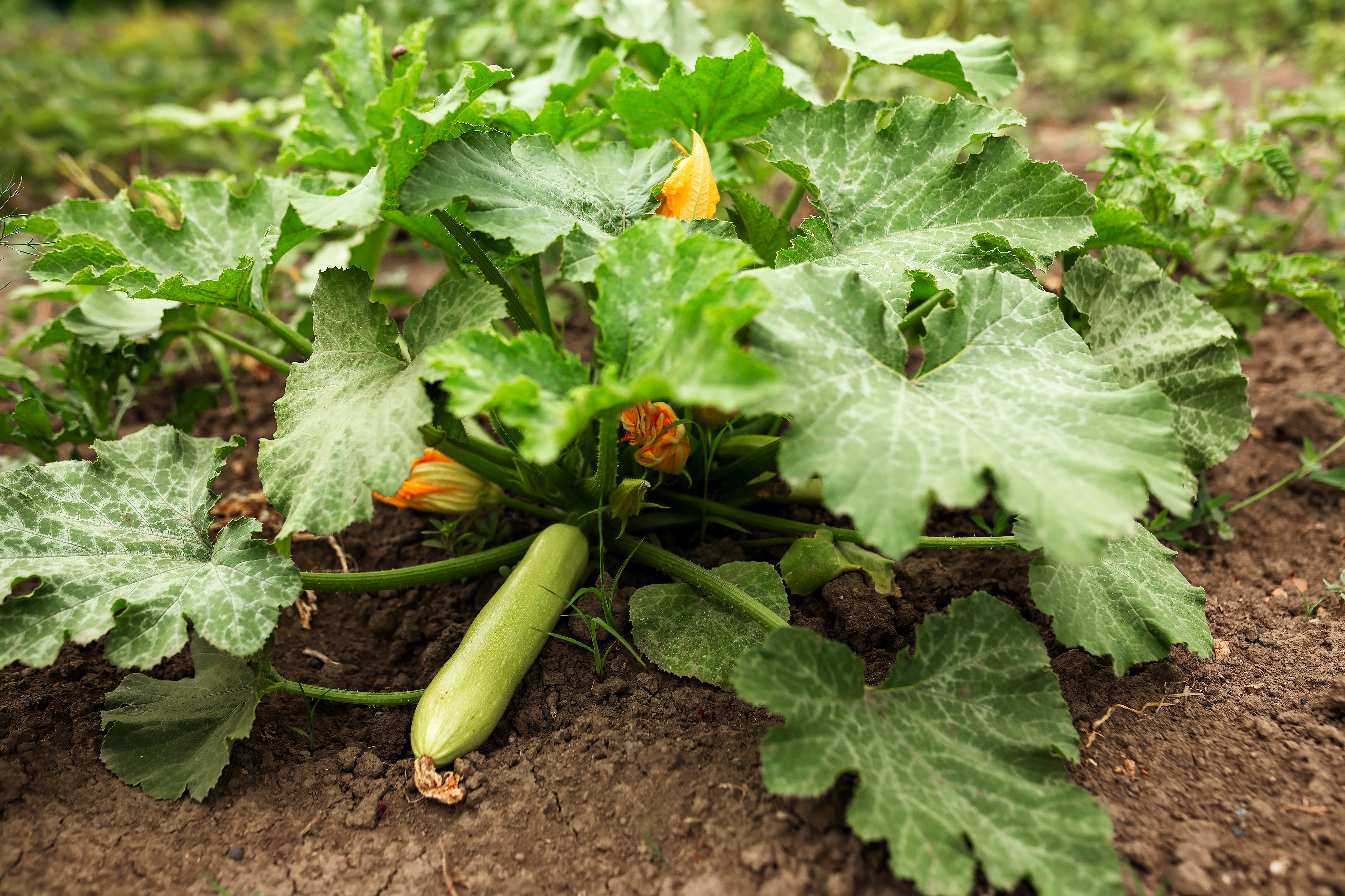 30 GRAY ZUCCHINI Heirloom Summer Bush Squash Cucurbita Pepo