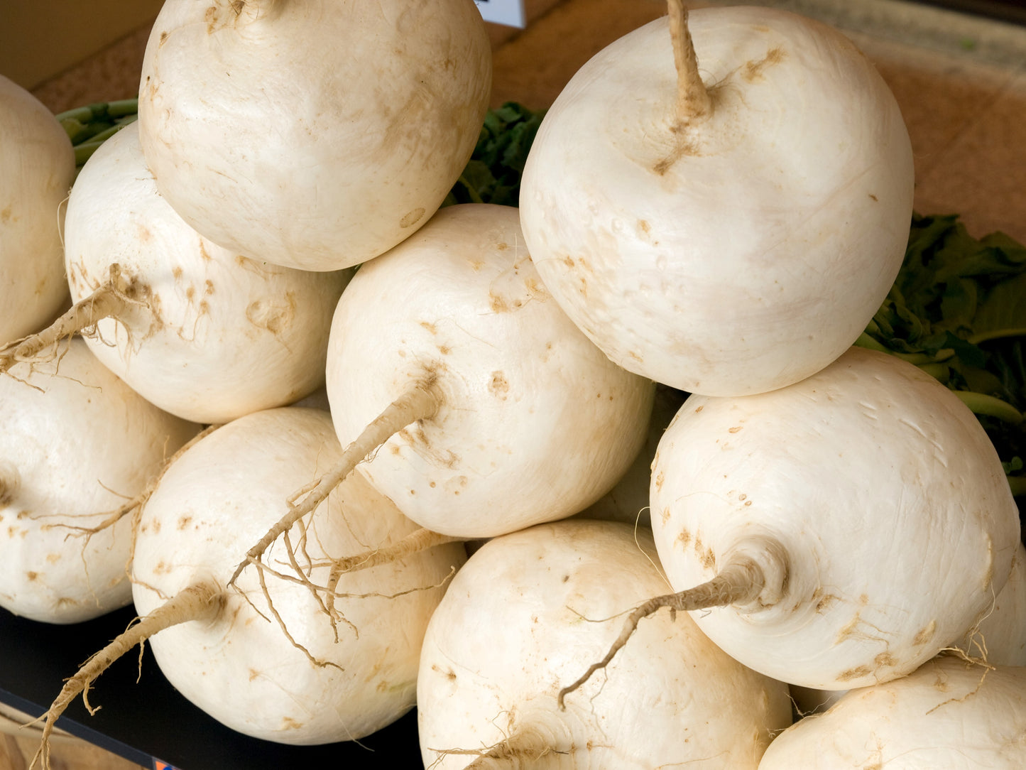 3000 SHOGOIN TURNIP White Japanese Brassica Rapa Root & Greens Vegetable Seeds