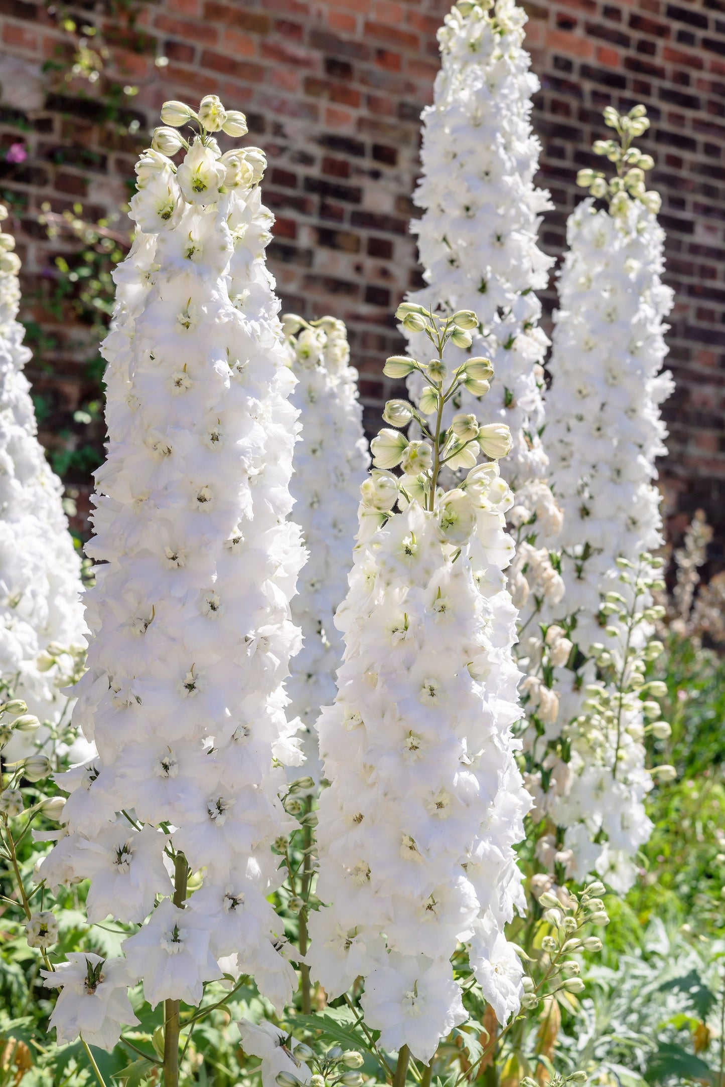 150 WHITE KING LARKSPUR Delphinium Consolida Giant Imperial Flower Seeds