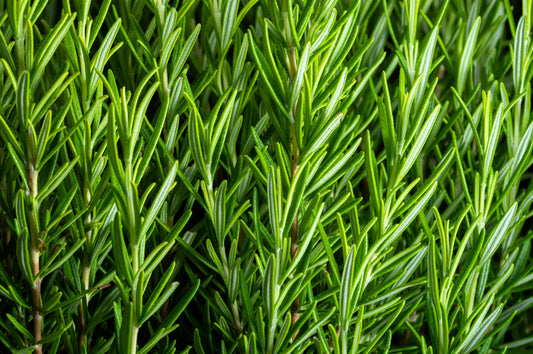 100 ROSEMARY Rosmarinus Officinalis Herb Flower Seeds