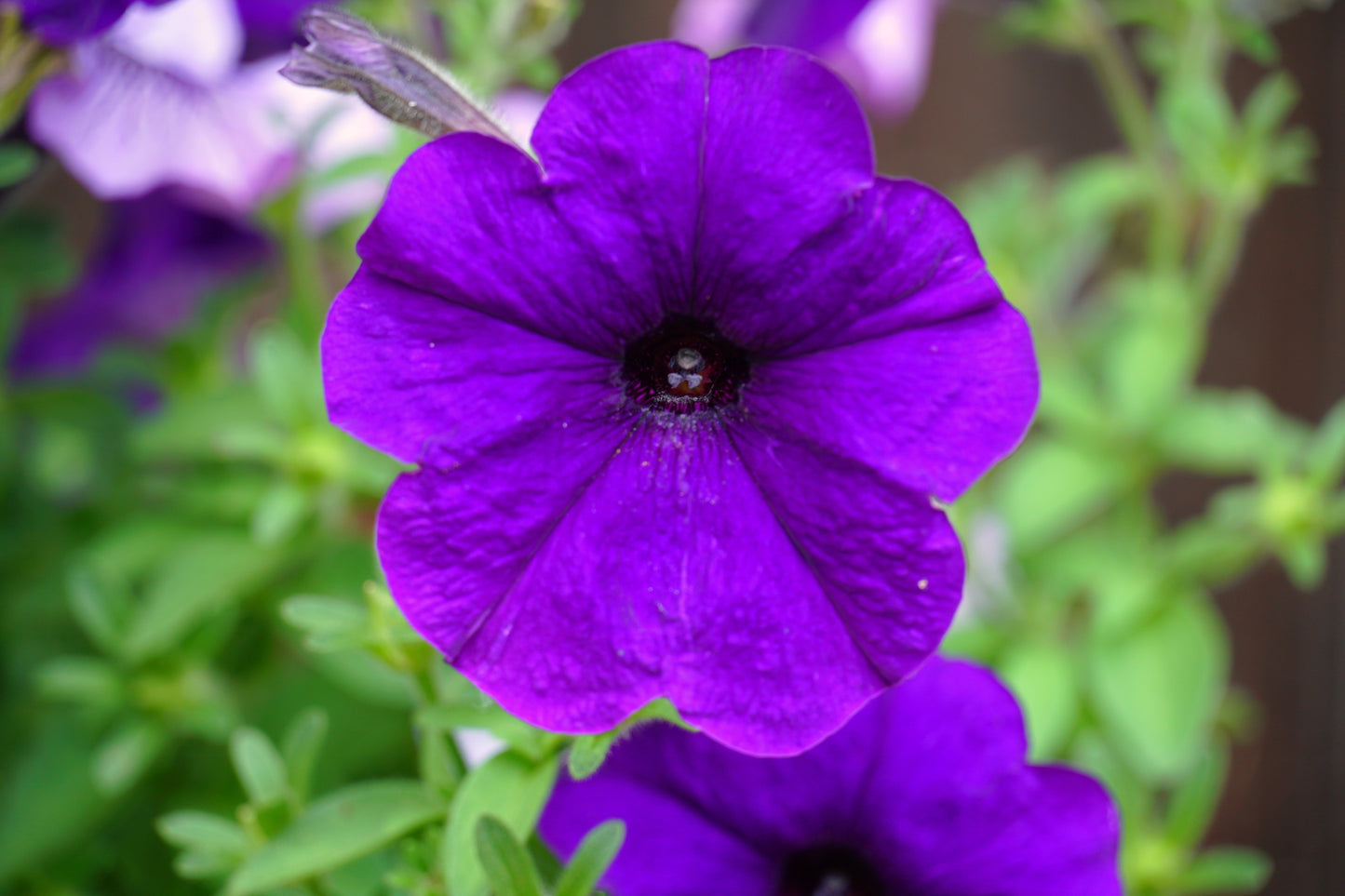 100 PURPLE PETUNIA Hybrida Pollinator Garden Container Flower Seeds