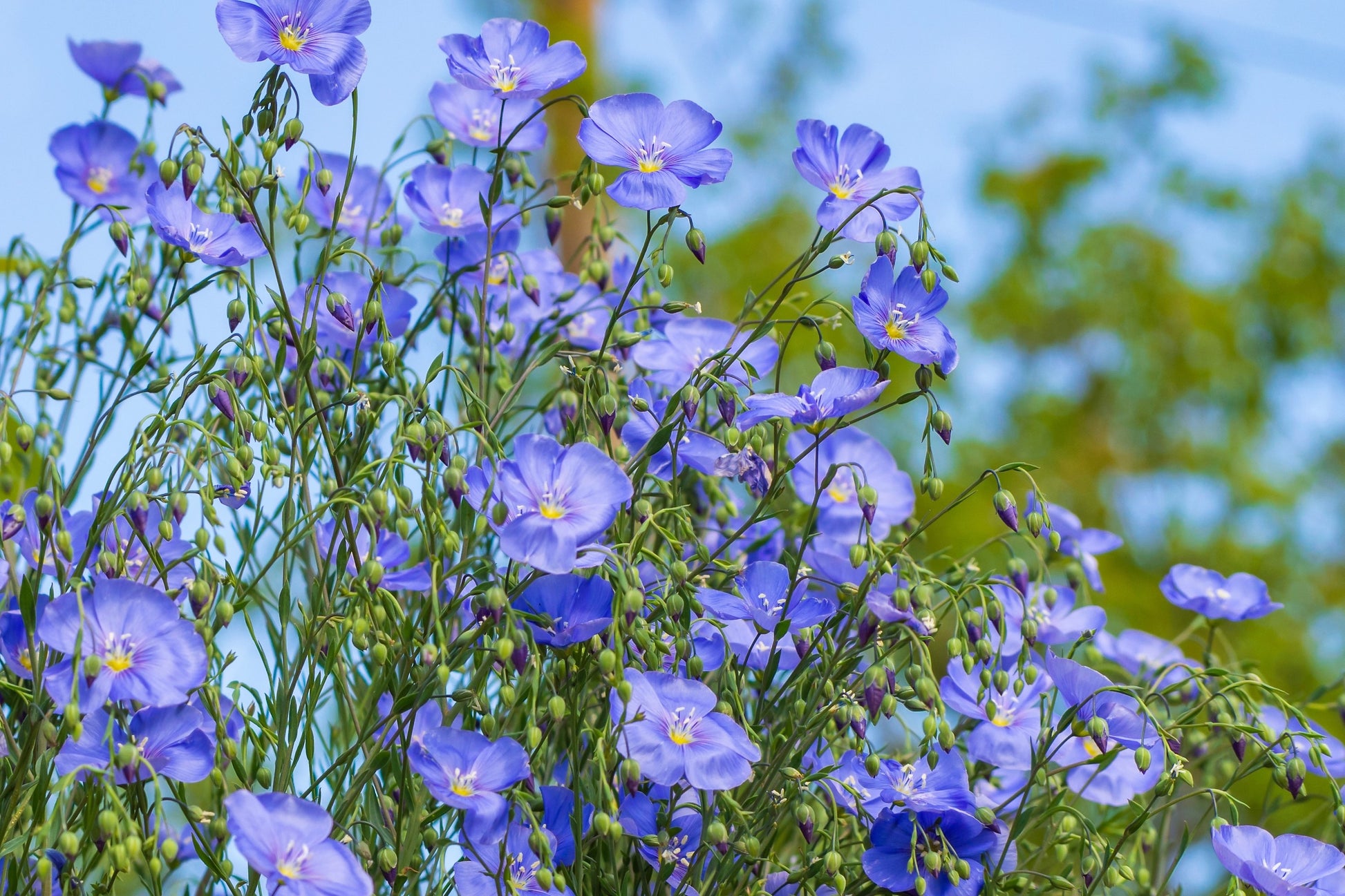 blue flax flower seeds 100 BLUE FLAX (Prairie Flax / Lewis Blue Flax) Linum Perenne Lewisii F – Seedville USA