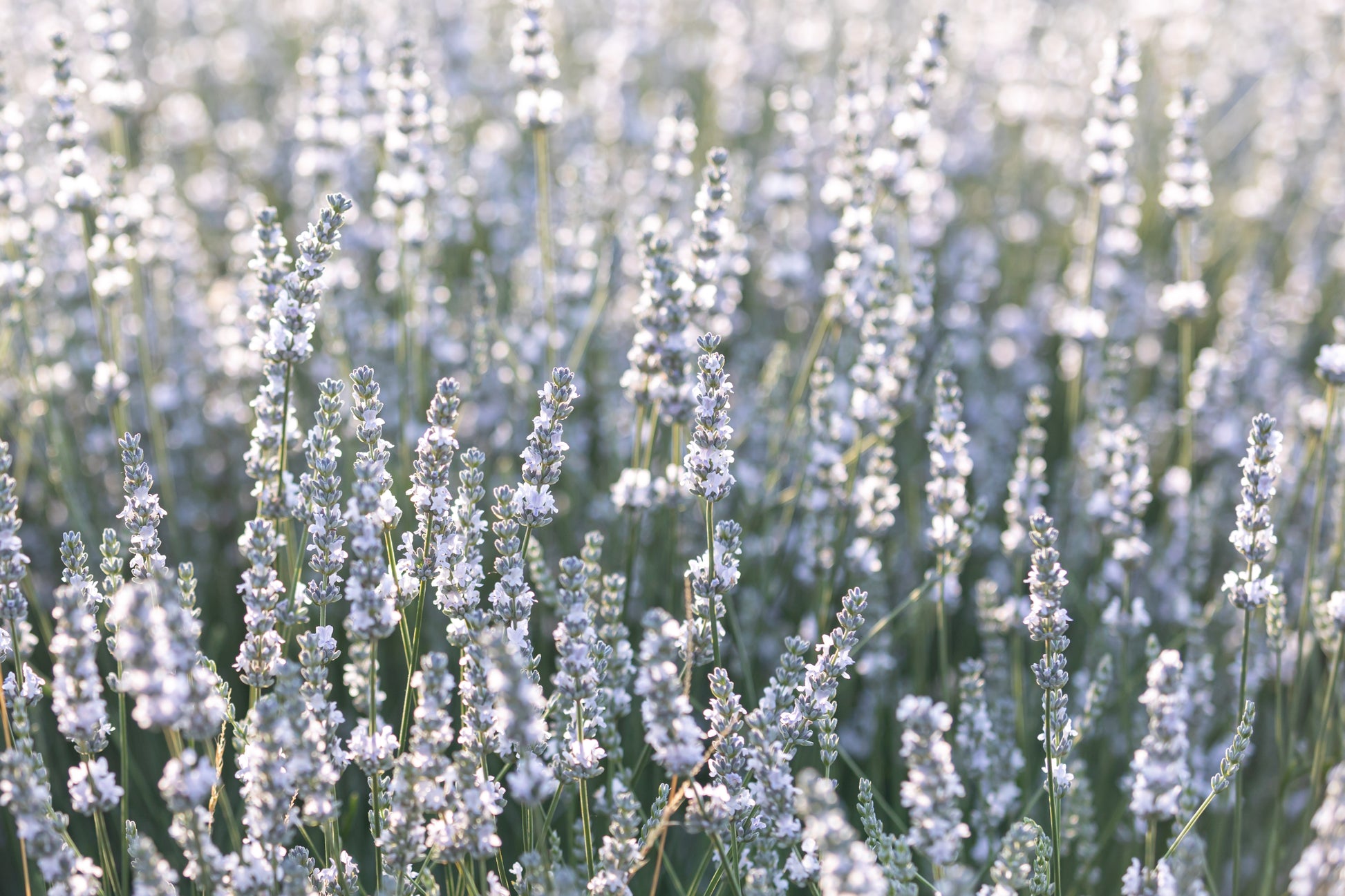 white lavender plants 20 WHITE LAVENDER English Lavandula Angustifolia Herb Flower Seeds – Seedville USA