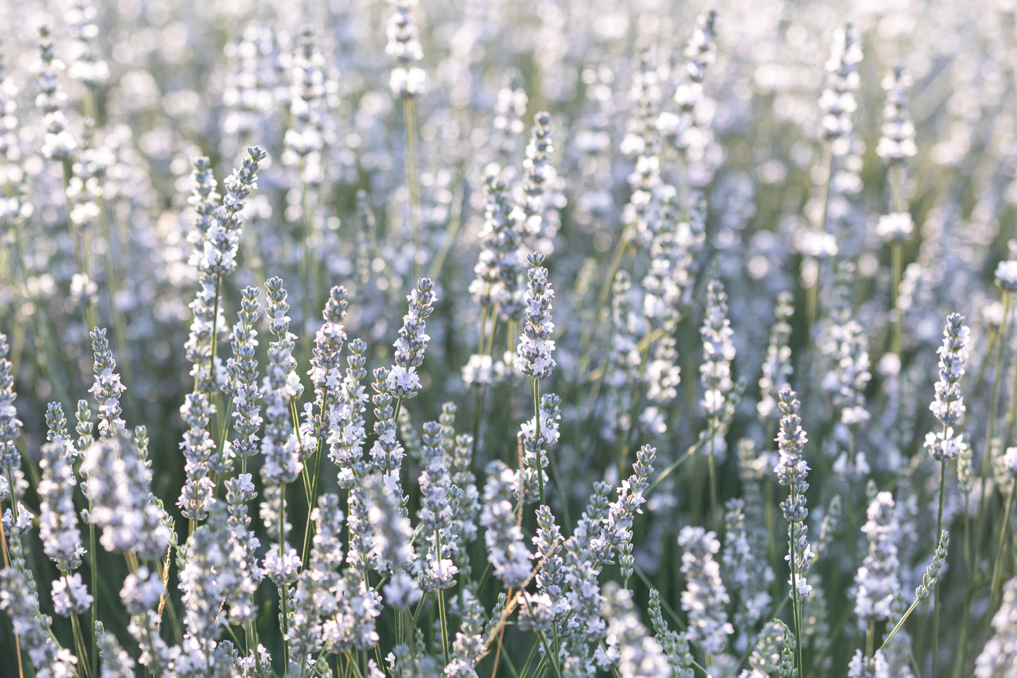 20 WHITE LAVENDER English Lavandula Angustifolia Herb Flower Seeds