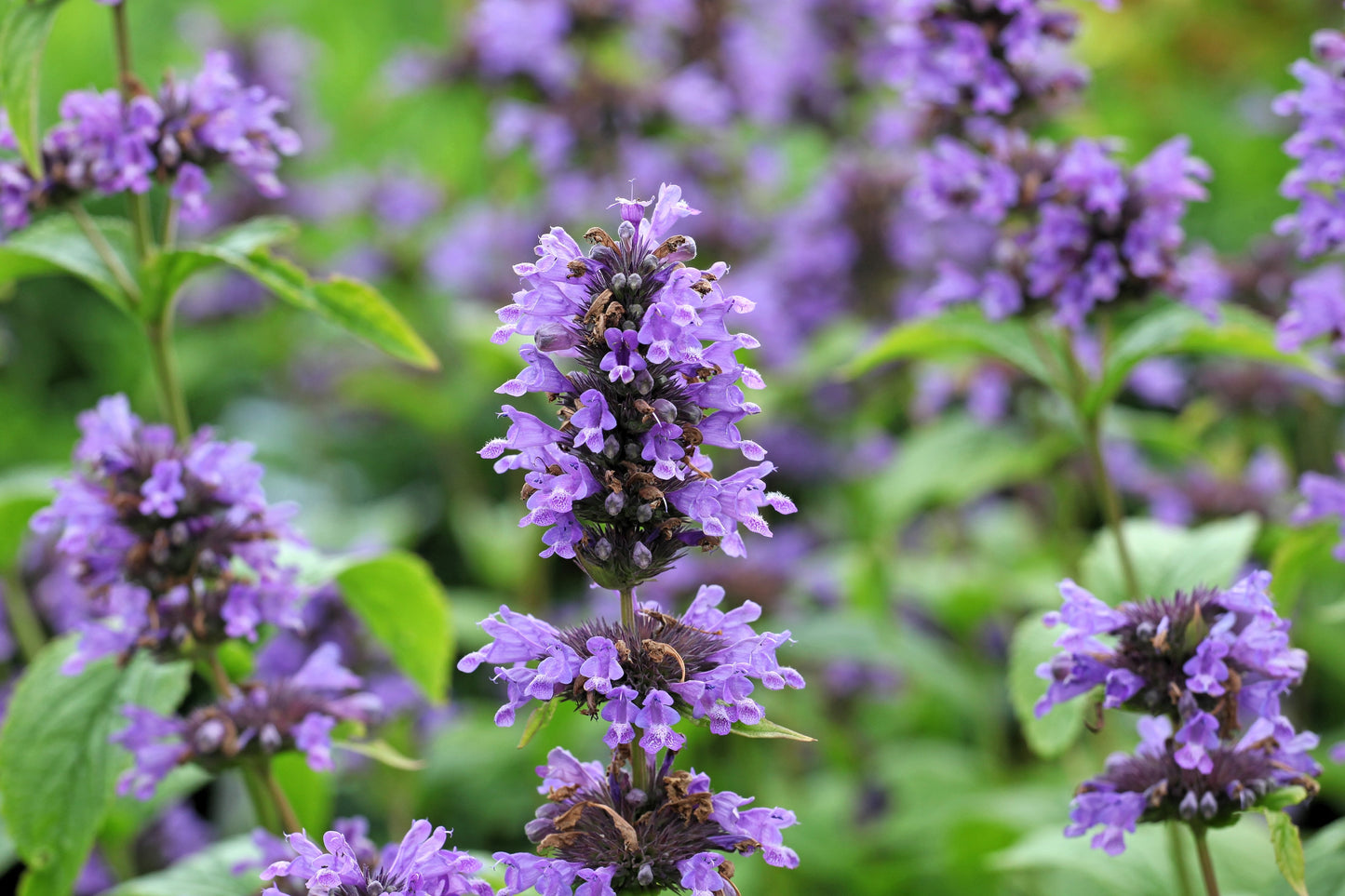 500 PURPLE ANISE HYSSOP (Licorice Mint / Blue Giant) Agastache Foeniculum Herb Flower Seeds