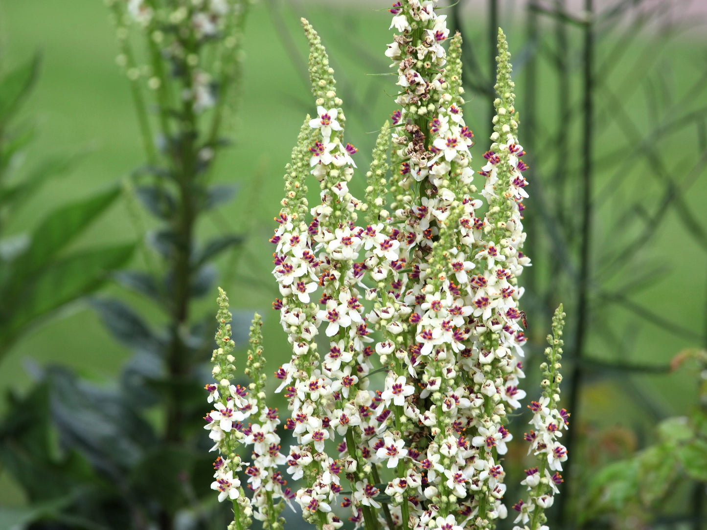 100 WHITE BLUSH VERBASCUM Blattaria Albiflorum Moth Mullein Flower Seeds