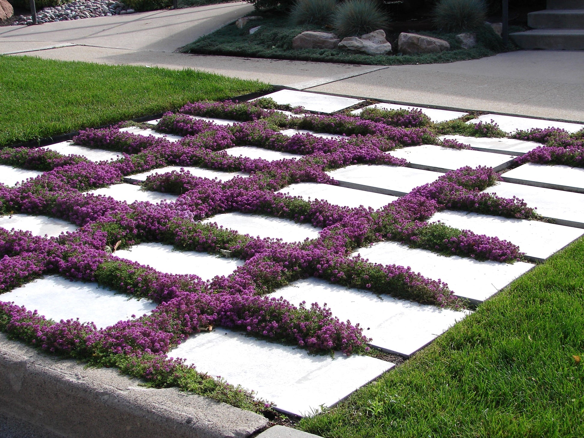 walk on me plant seeds 100 Walk On Me CREEPING THYME Thymus Serpyllum Herb Flower Seeds