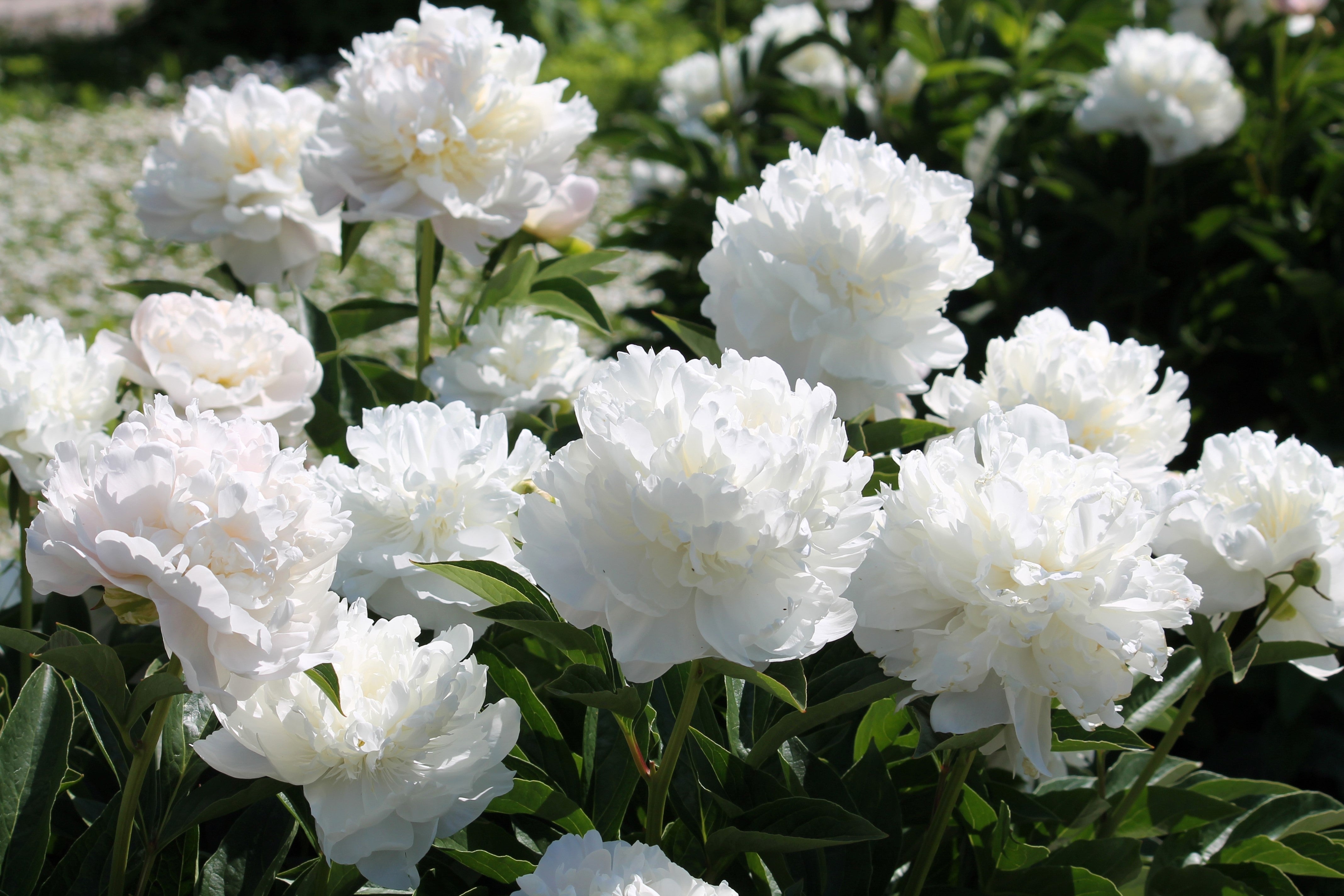 5 GARDEN PEONY Paeonia Lactiflora Red Pink White Mix Chinese 5 GARDEN PEONY Paeonia Lactiflora Red Pink White Mix Chinese