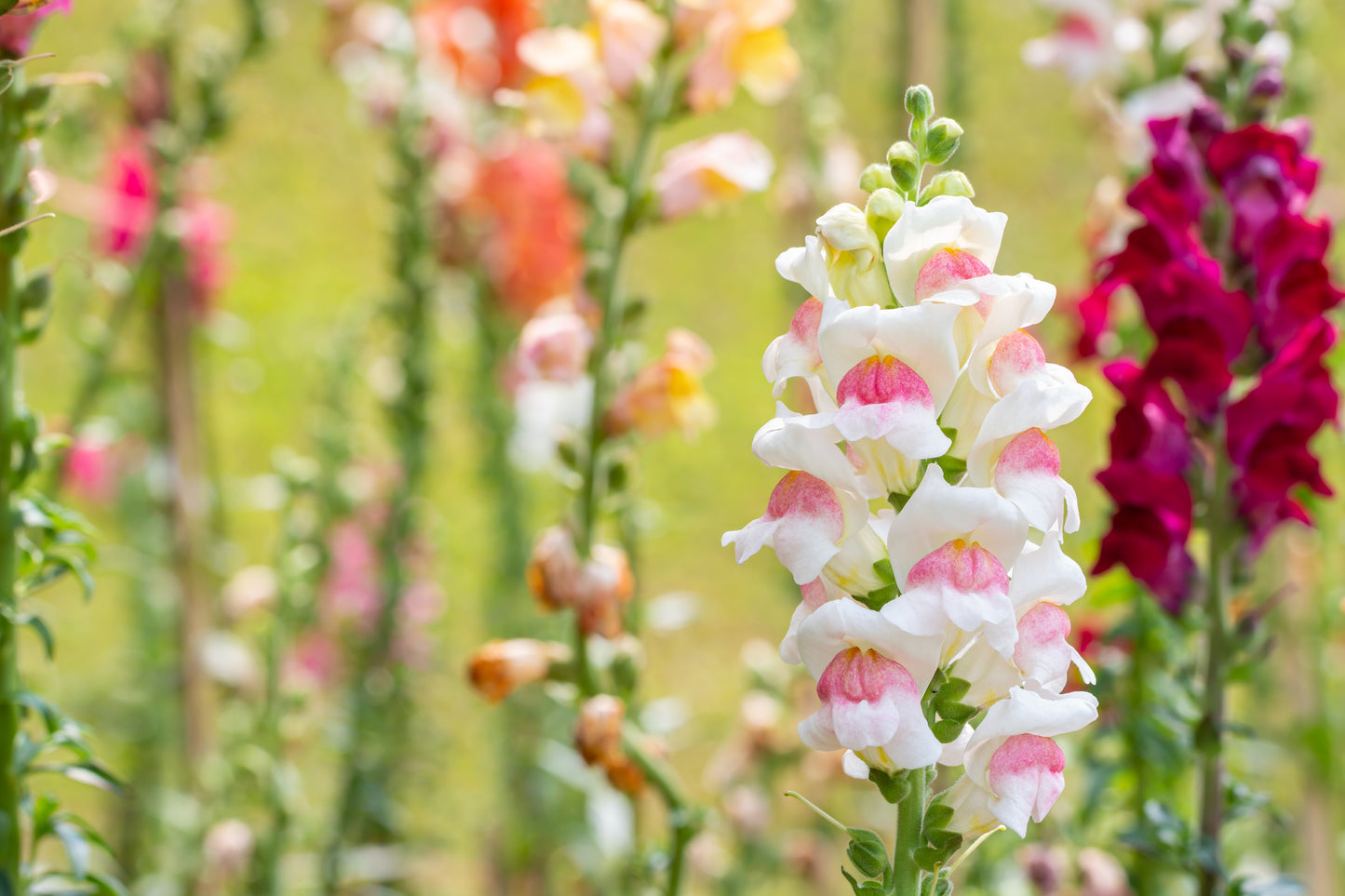 500 APPLE BLOSSOM SNAPDRAGON Antirrhinum Majus Appleblossom Pink Coral White Yellow Flower Seeds